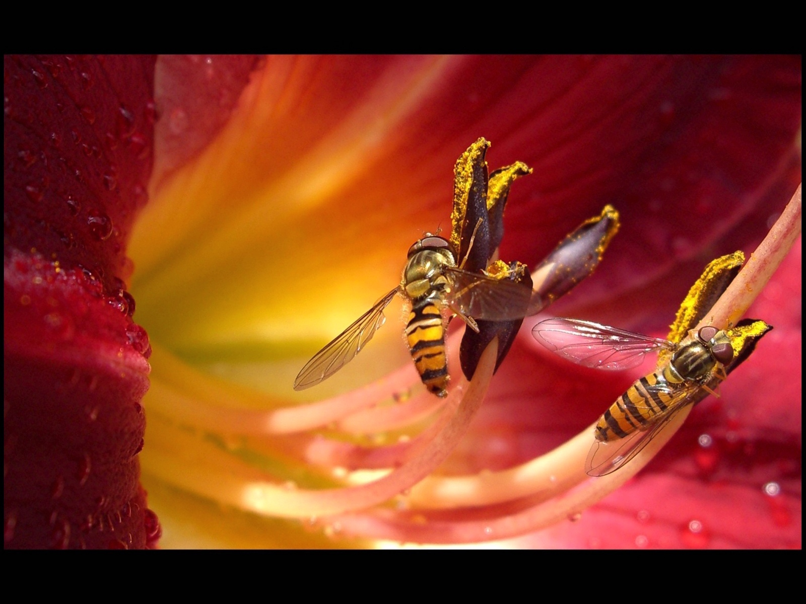 287031 descargar fondo de pantalla animales, avispa, flor, insectos: protectores de pantalla e imágenes gratis