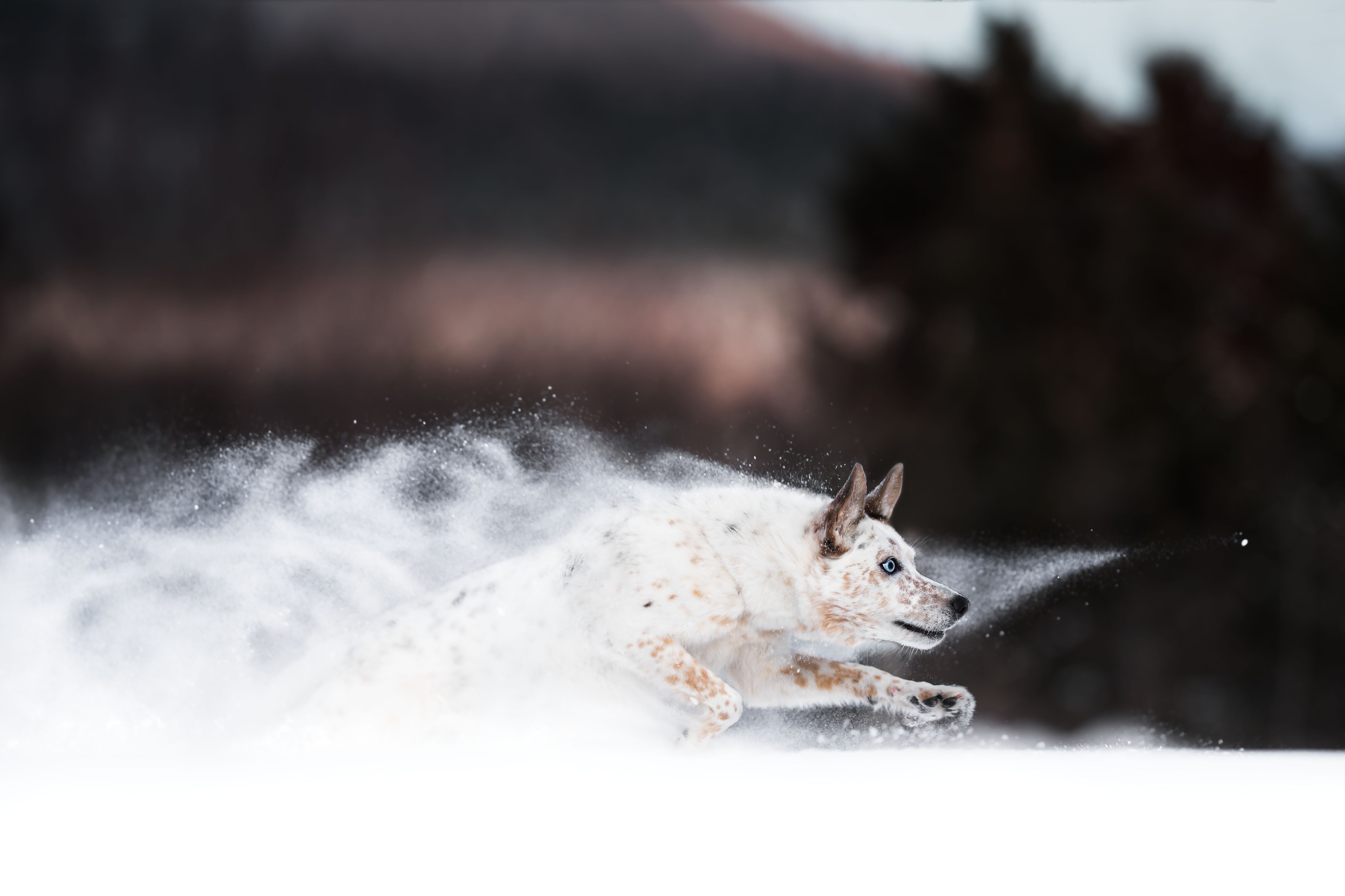Скачать обои бесплатно Животные, Собаки, Снег, Бег, Австралийская Пастушья Собака картинка на рабочий стол ПК