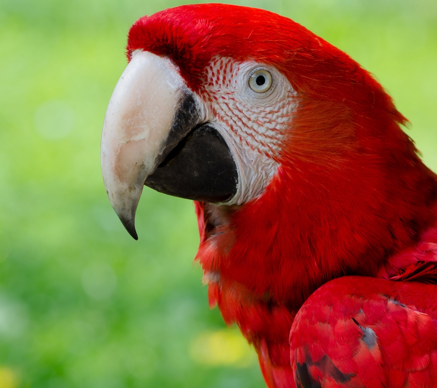 PCデスクトップに動物, 鳥, オウム, 赤と緑のコンゴウインコ画像を無料でダウンロード