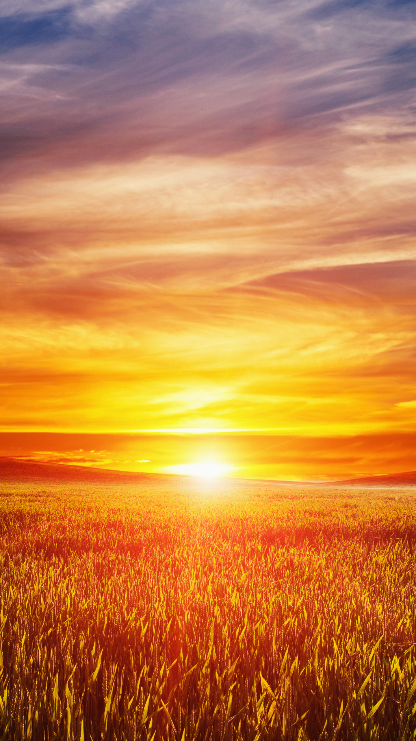 Download mobile wallpaper Nature, Sunset, Sky, Summer, Wheat, Horizon, Earth, Field, Cloud for free.