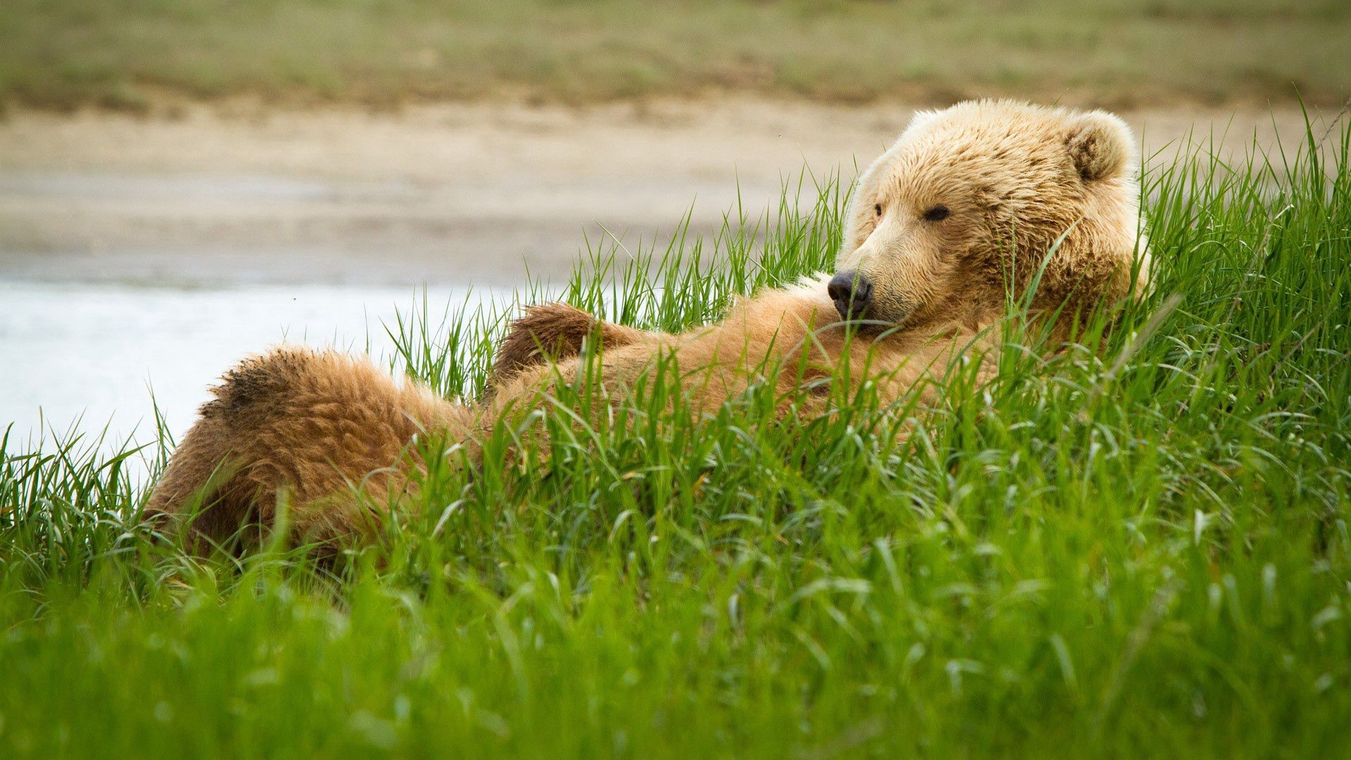 148877 Bild herunterladen tiere, grass, sich hinlegen, liegen, bär, cool, grizzly, grizzlybär - Hintergrundbilder und Bildschirmschoner kostenlos