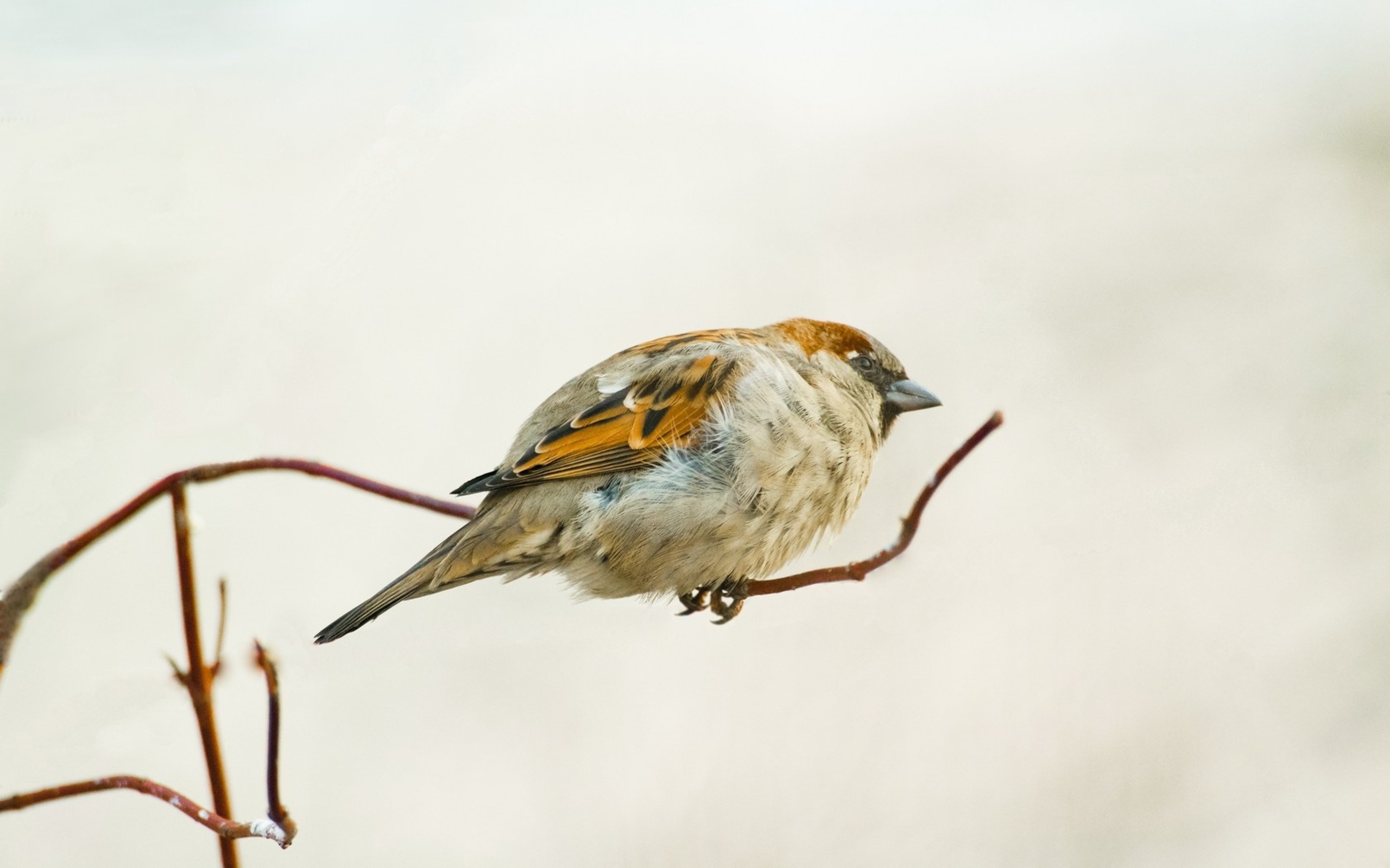 PCデスクトップに鳥, 動物画像を無料でダウンロード