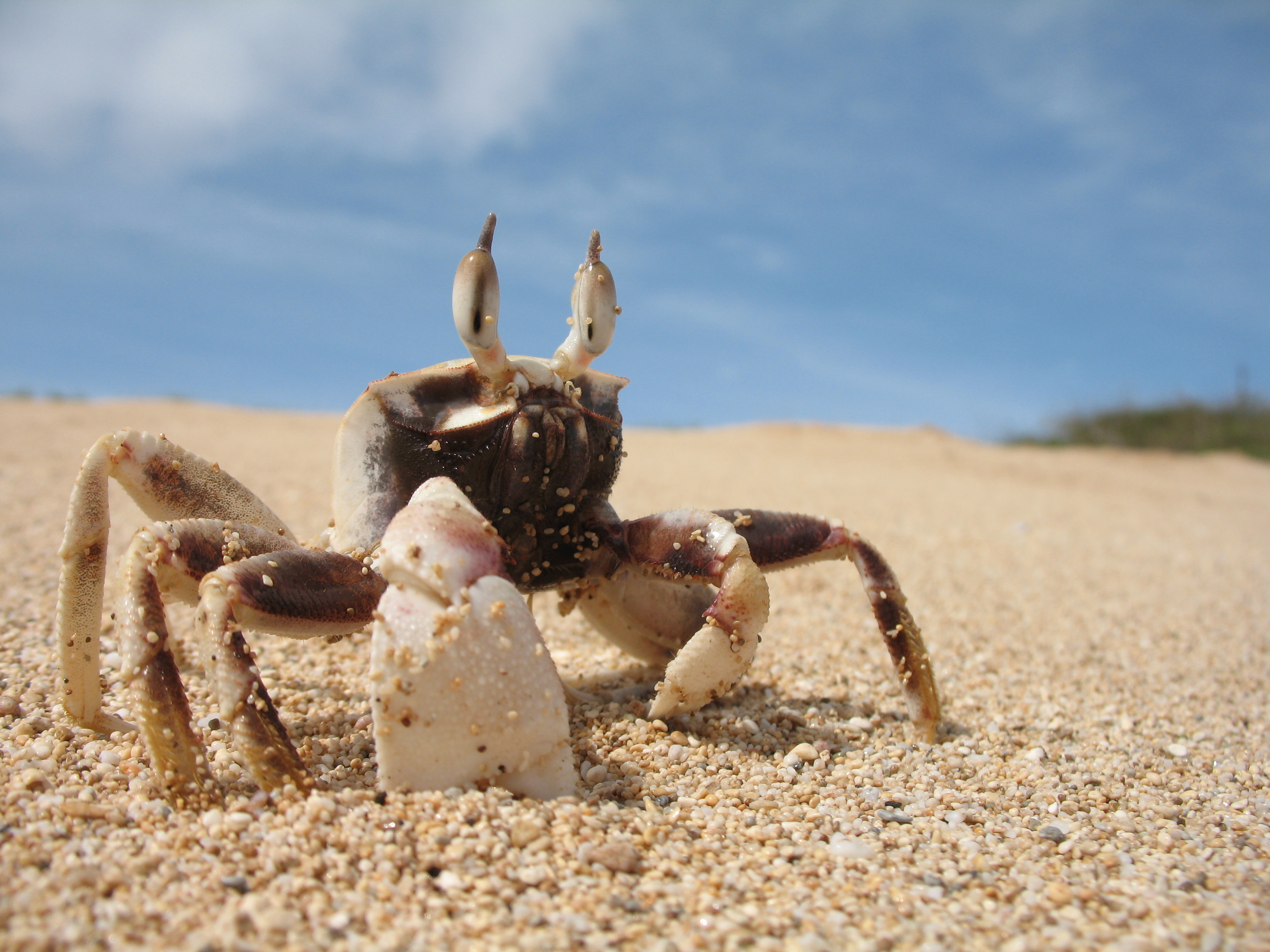 Free download wallpaper Animal, Crab on your PC desktop
