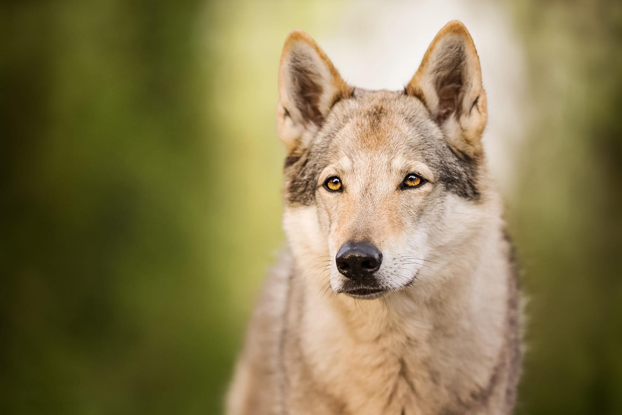 458651 Hintergrundbild herunterladen tiere, wolfshund, tschechoslowakischer wolfshund, wolf, hunde - Bildschirmschoner und Bilder kostenlos