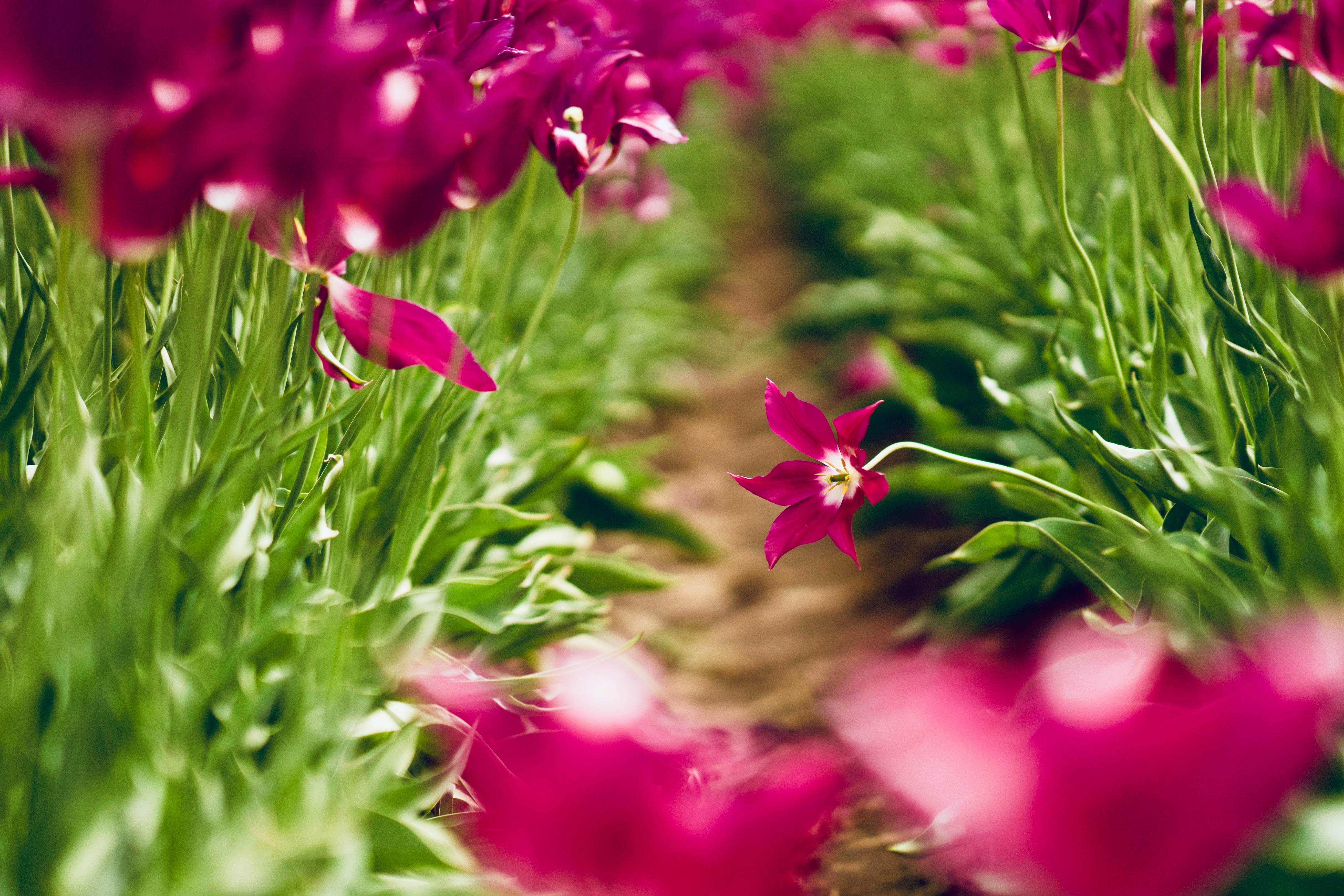 Download mobile wallpaper Flowers, Blur, Earth, Spring, Tulip, Pink Flower for free.