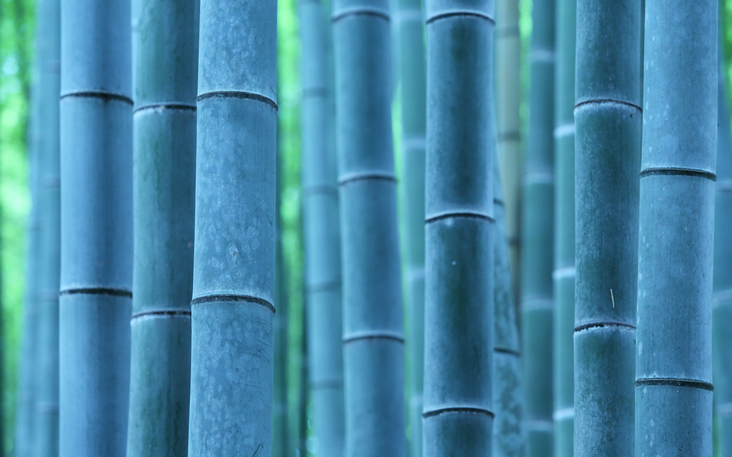596881 descargar imagen tierra/naturaleza, bambú: fondos de pantalla y protectores de pantalla gratis