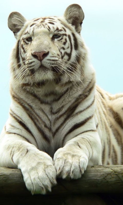 Descarga gratuita de fondo de pantalla para móvil de Animales, Gatos, Tigre Blanco.