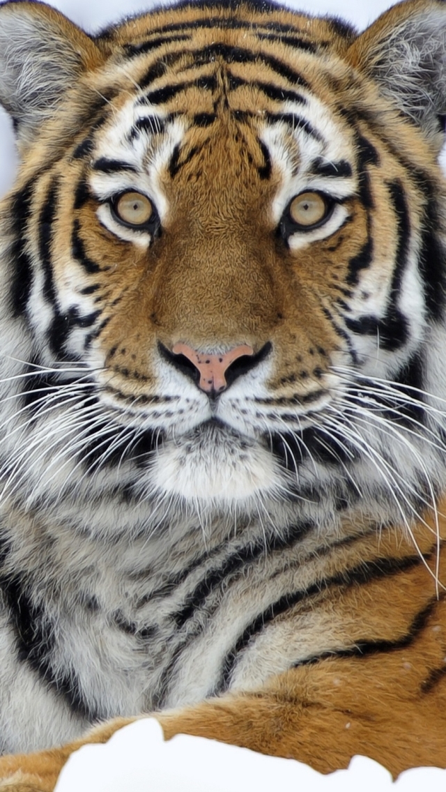 Descarga gratuita de fondo de pantalla para móvil de Animales, Gatos, Tigre.