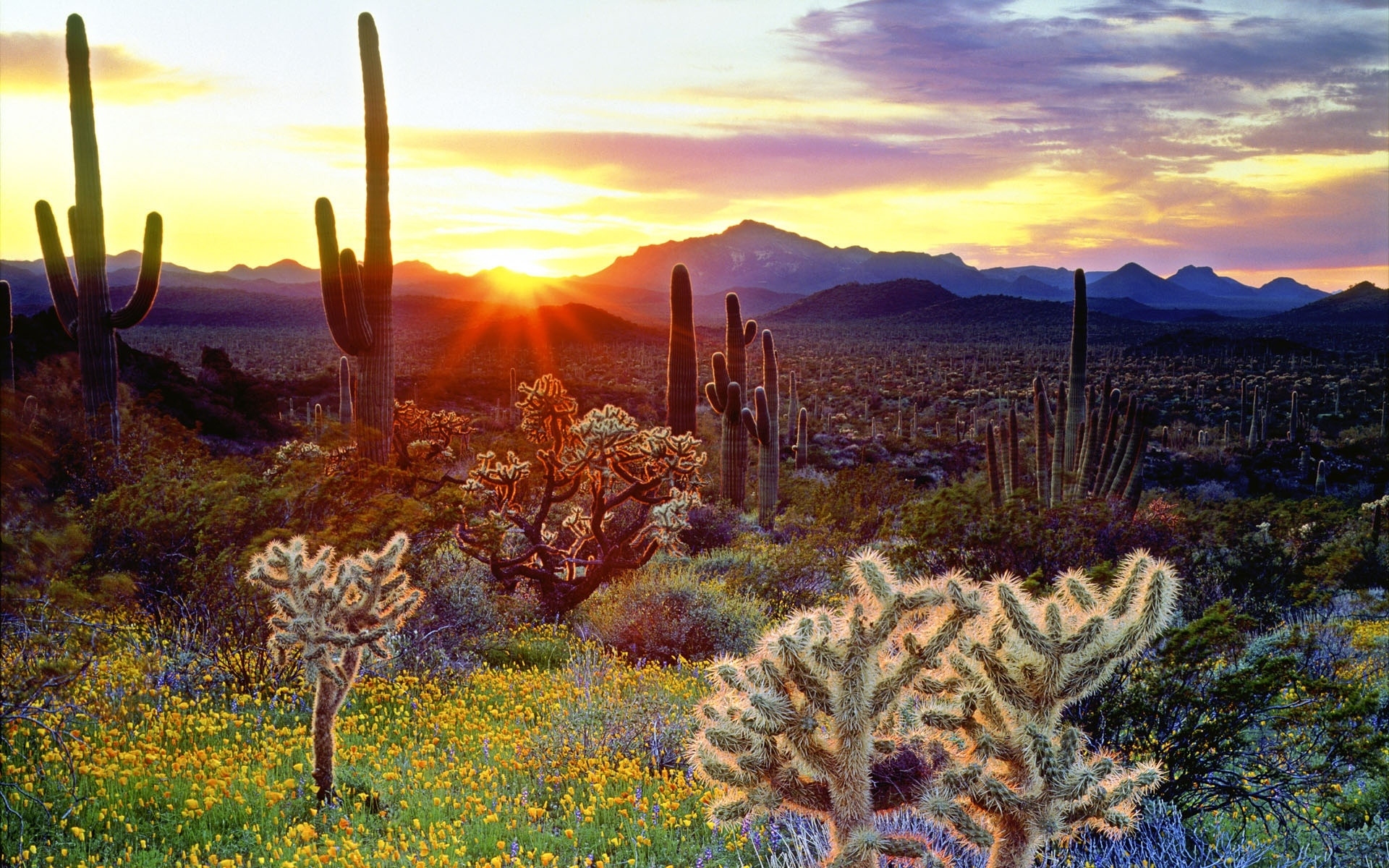 878351 télécharger l'image cactus, herbe, terre/nature, désert, champ, fleur, montagne, la nature, ciel, coucher de soleil - fonds d'écran et économiseurs d'écran gratuits