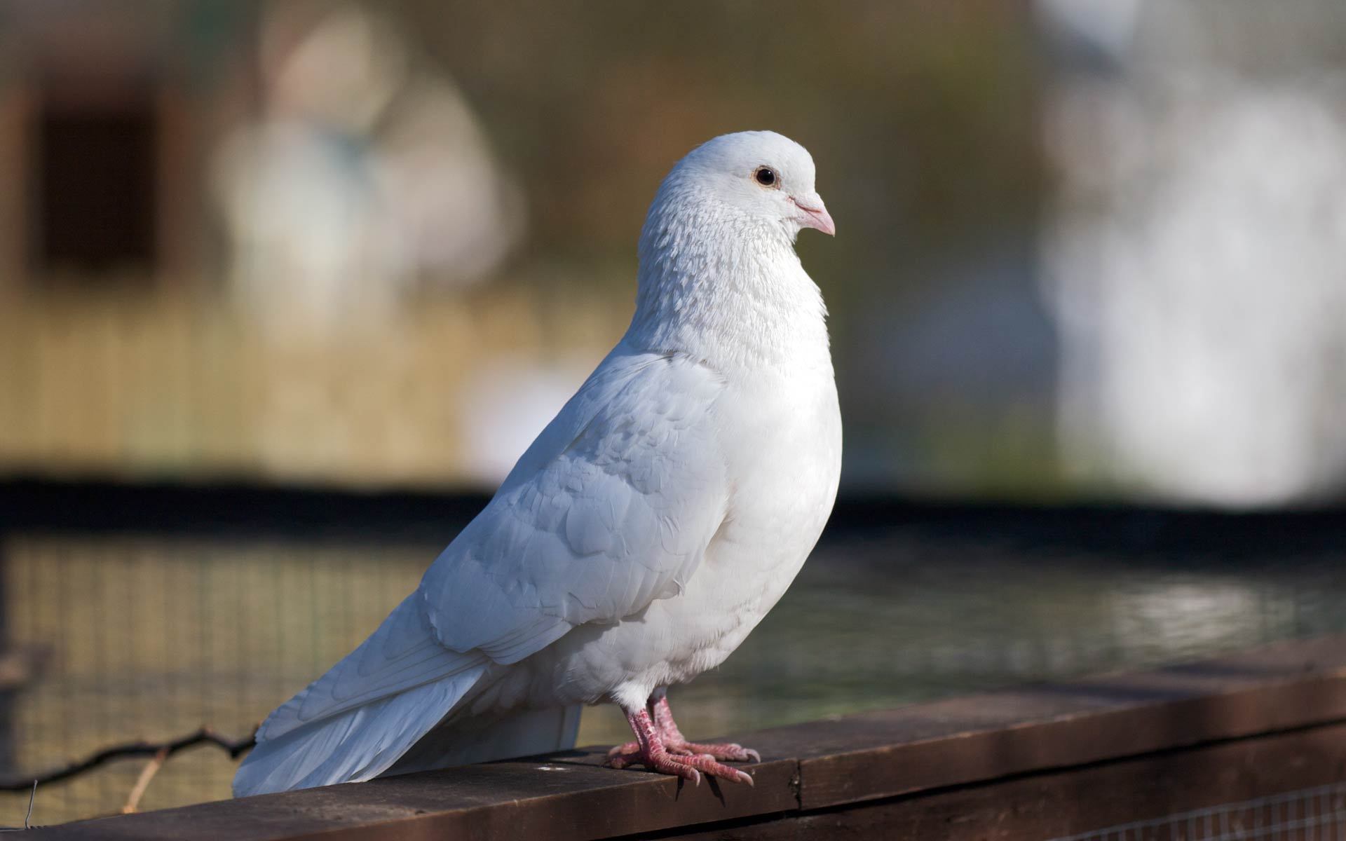Laden Sie das Tiere, Vögel, Vogel, Taube-Bild kostenlos auf Ihren PC-Desktop herunter