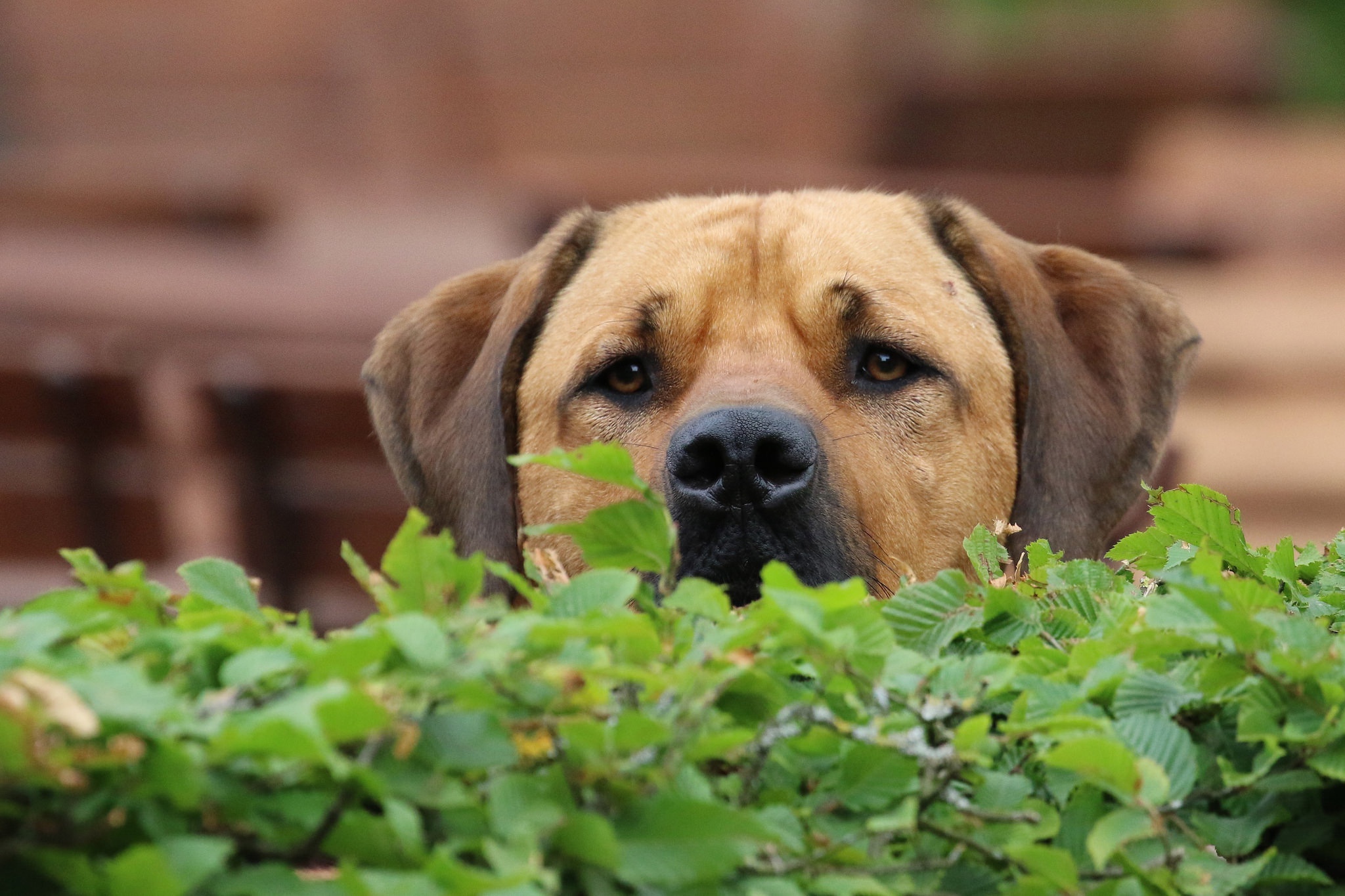 PCデスクトップに動物, 犬, 見詰める画像を無料でダウンロード