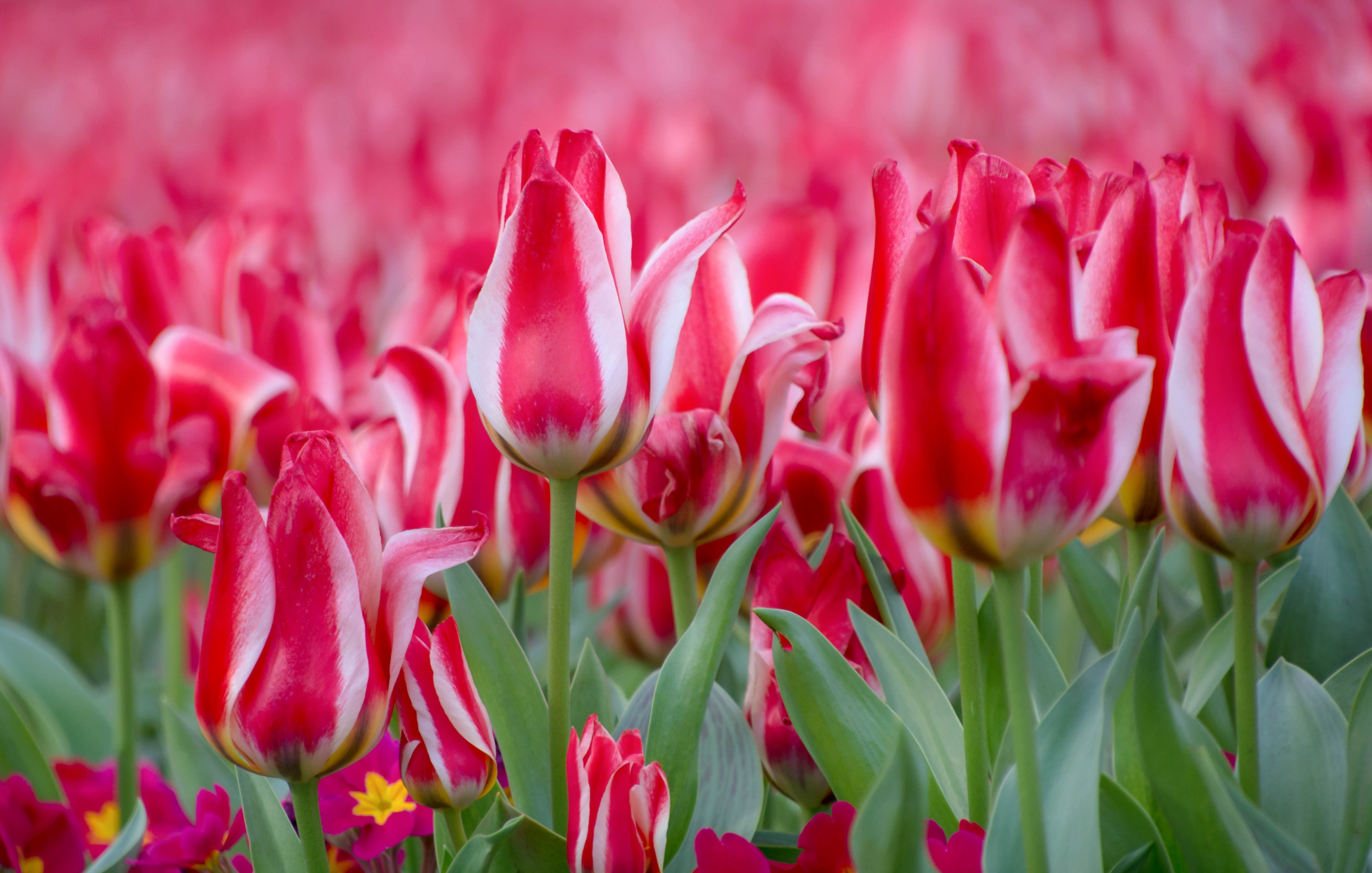 Download mobile wallpaper Nature, Flowers, Flower, Blur, Close Up, Earth, Tulip, Pink Flower for free.