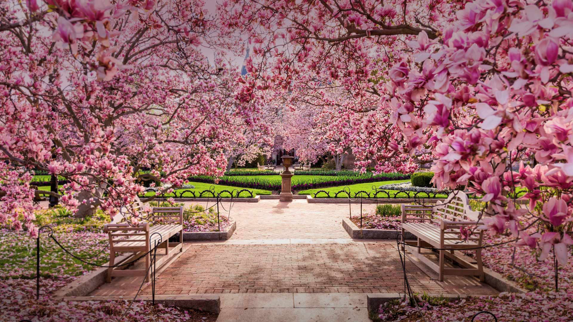 Скачать обои бесплатно Цветок, Парк, Скамейка, Весна, Фотографии, Цветущие, Розовый Цветок картинка на рабочий стол ПК