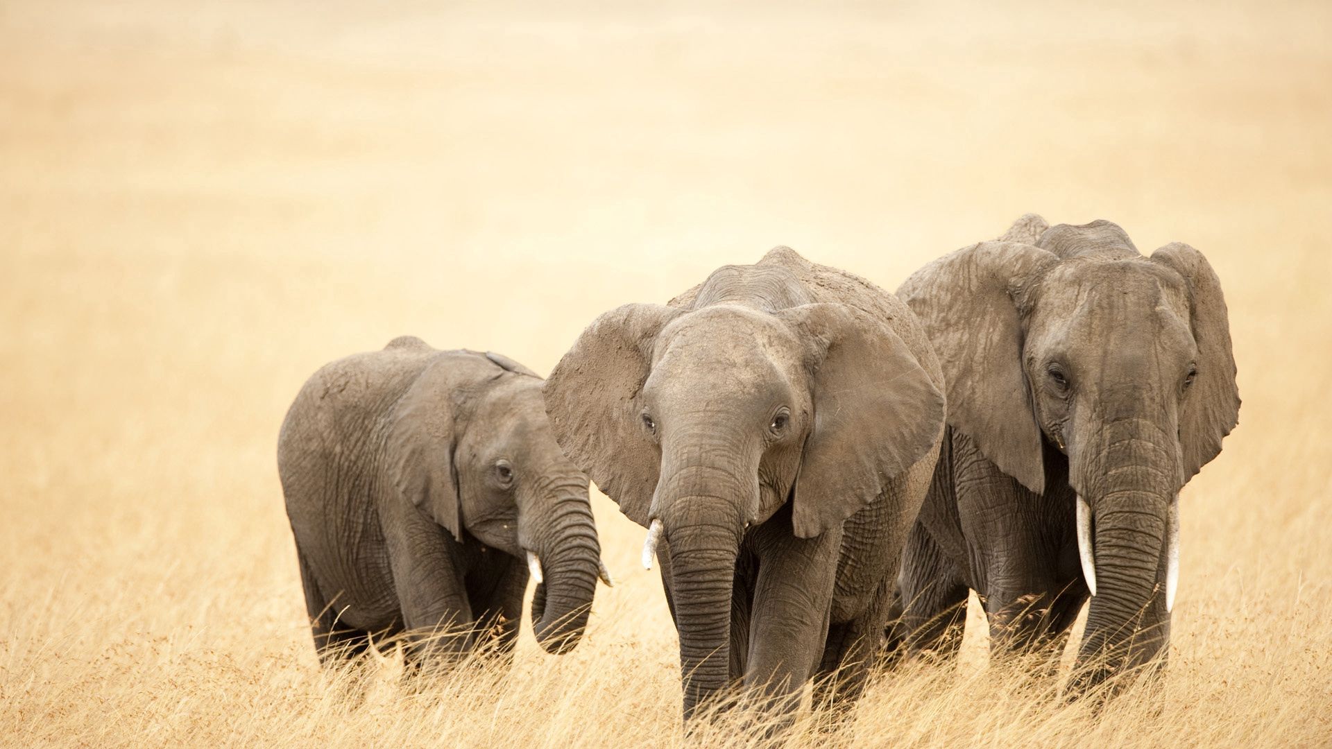 wallpapers animals, elephants, grass, stroll, family