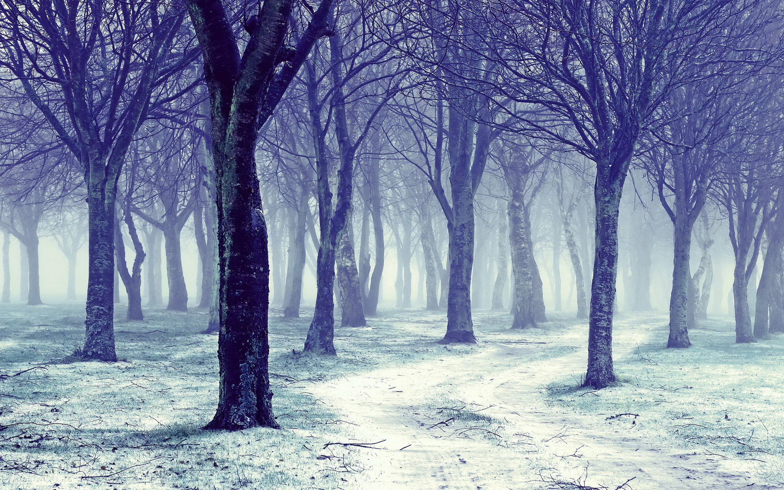 Free download wallpaper Winter, Forest, Earth on your PC desktop