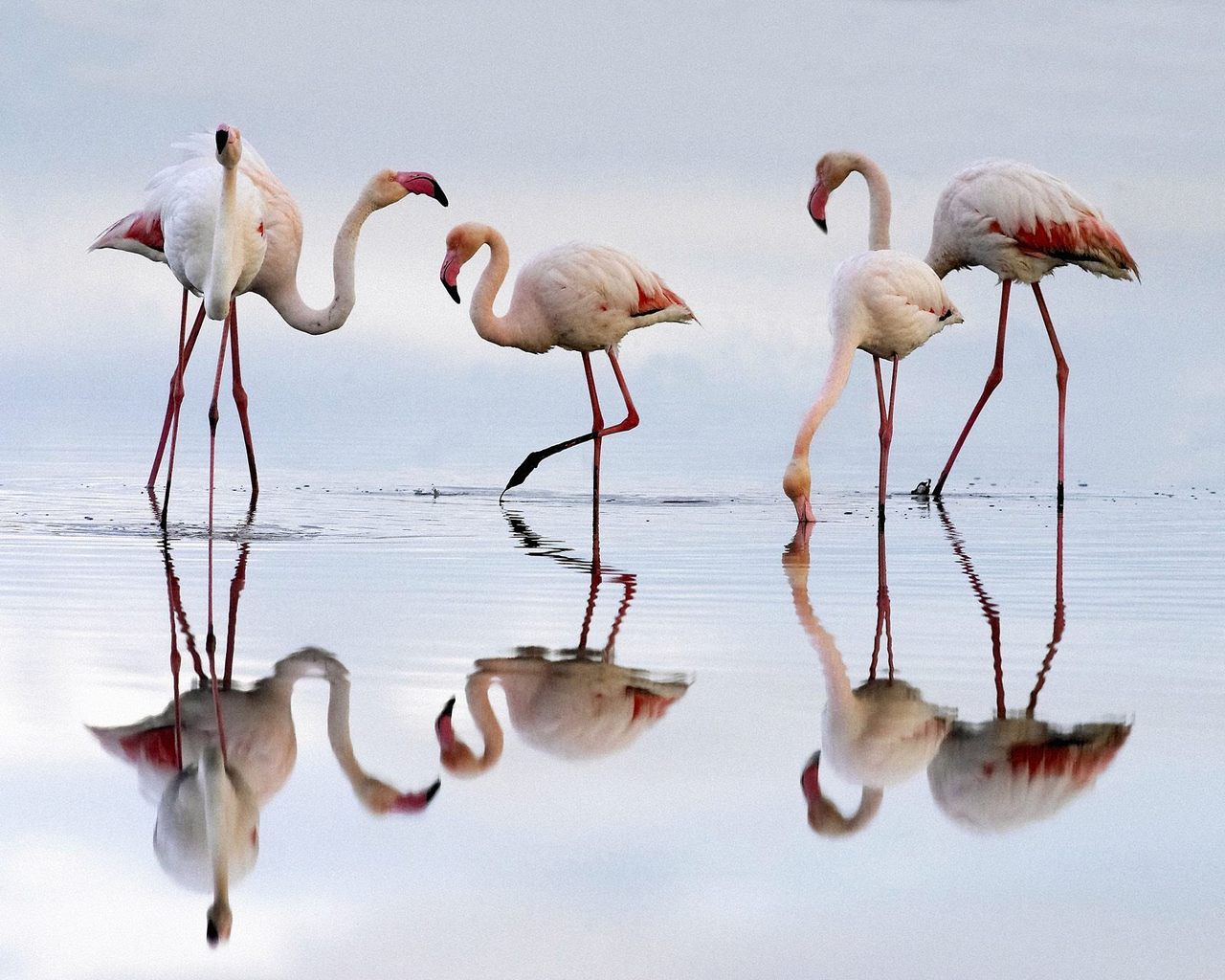 1518677 Hintergrundbild herunterladen tiere, flamingo - Bildschirmschoner und Bilder kostenlos