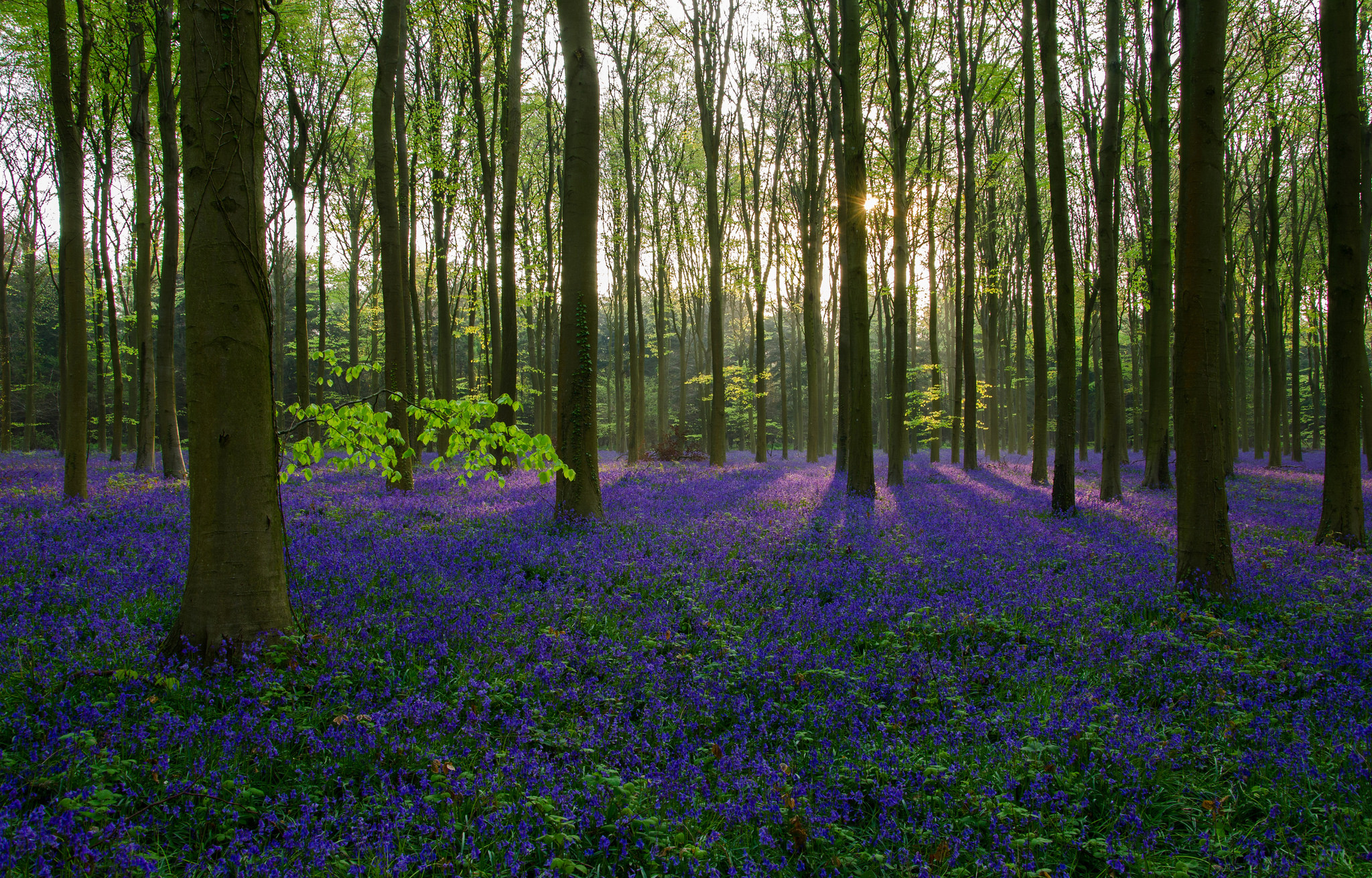 Free download wallpaper Nature, Flower, Forest, Tree, Earth, Sunbeam, Purple Flower on your PC desktop