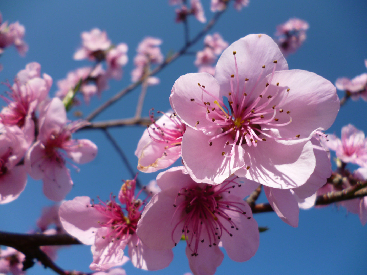 Free download wallpaper Flowers, Cherry, Flower, Earth, Blossom on your PC desktop