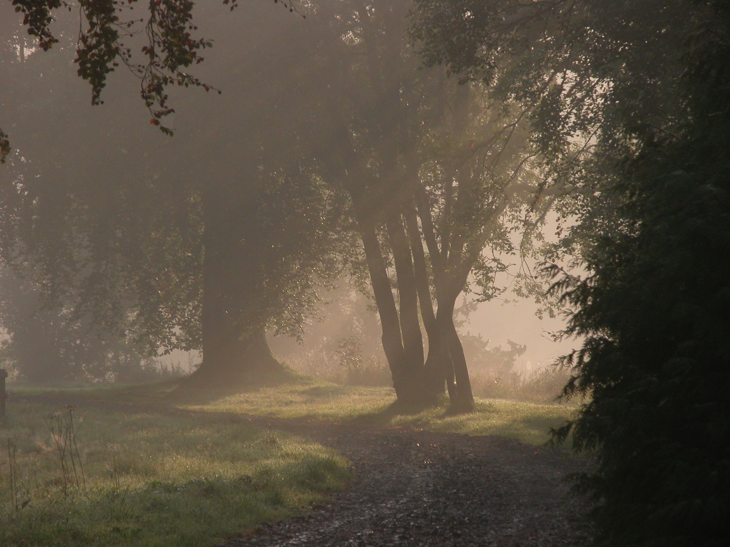 Free download wallpaper Forest, Fog, Earth, Path on your PC desktop