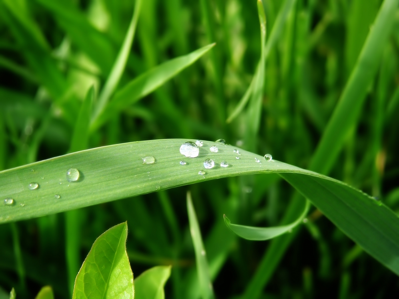 Laden Sie das Grass, Pflanzen-Bild kostenlos auf Ihren PC-Desktop herunter