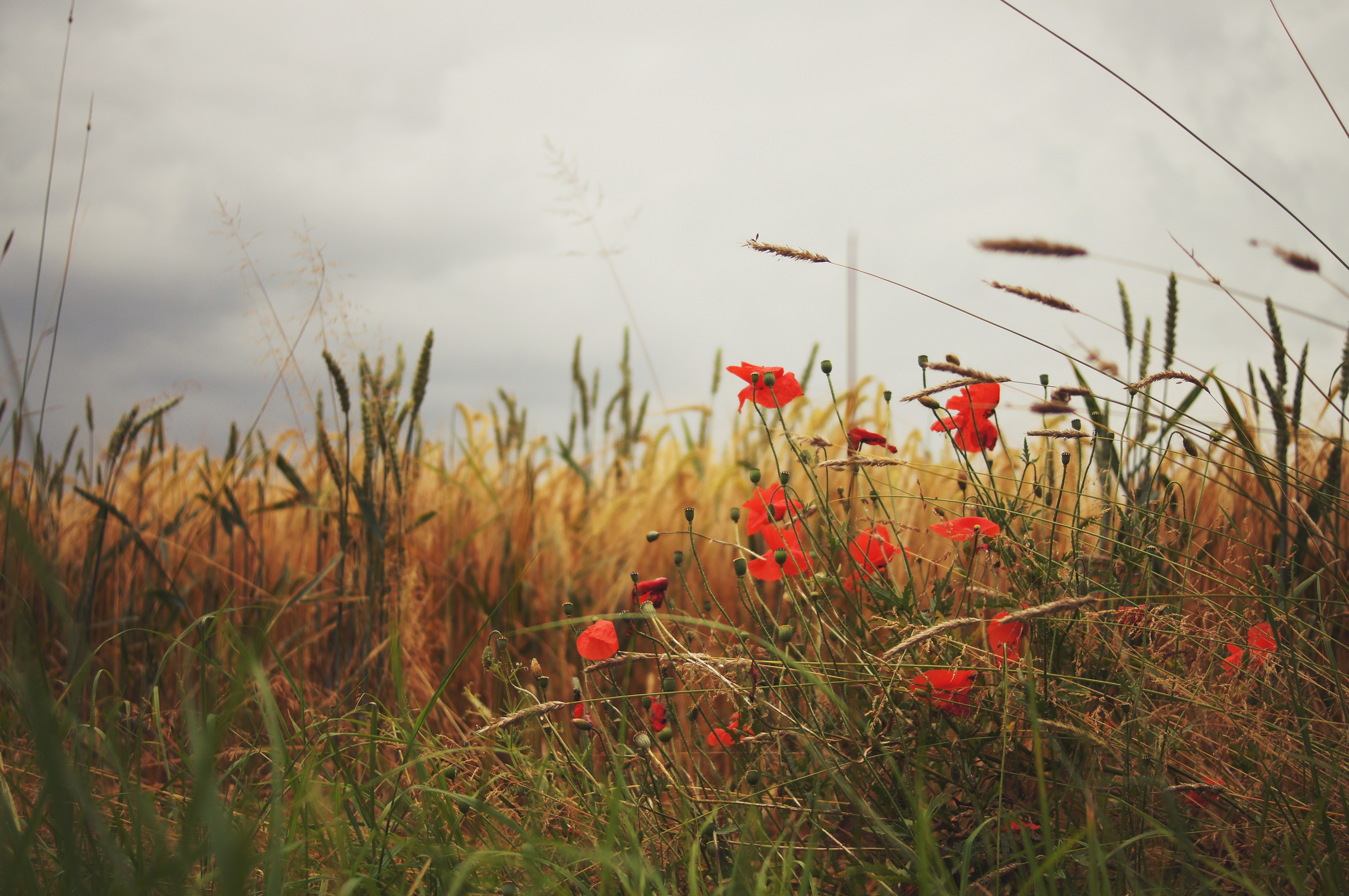 Handy-Wallpaper Natur, Blumen, Mohn, Sommer, Blume, Rote Blume, Erde/natur kostenlos herunterladen.