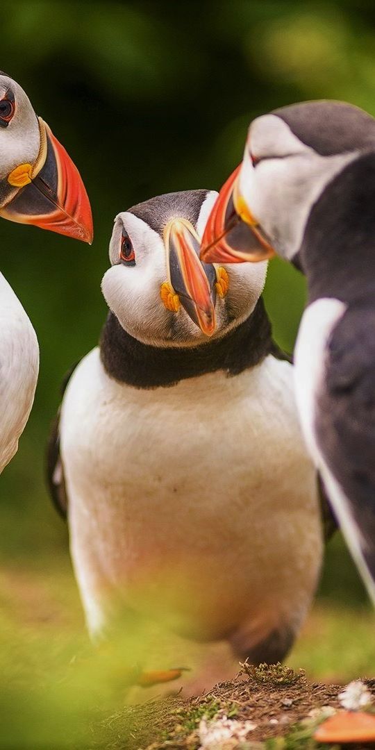 HDデスクトップ 壁紙: パフィン, 動物, 鳥ダウンロード無料画像 #427953