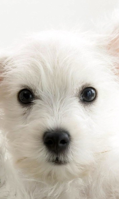 Handy-Wallpaper Tiere, Hunde, Hund, West Highland White Terrier kostenlos herunterladen.
