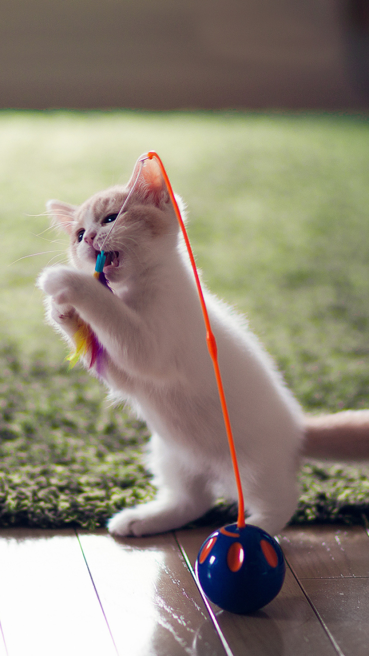 Скачати мобільні шпалери Кішка, Кошеня, Тварина, Милий, Коти безкоштовно.