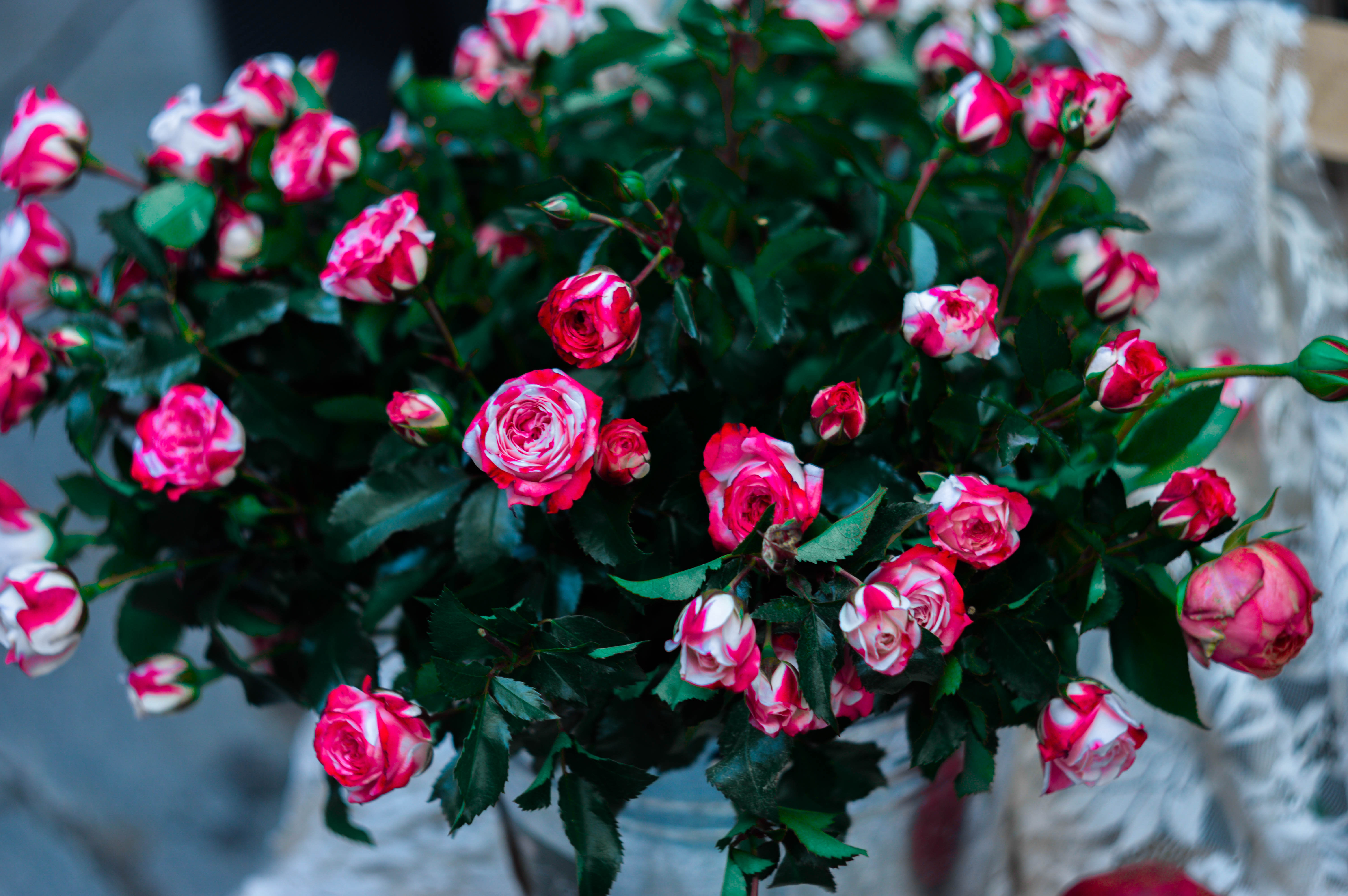 Handy-Wallpaper Rosa, Blumen, Bouquet, Strauß, Roses kostenlos herunterladen.