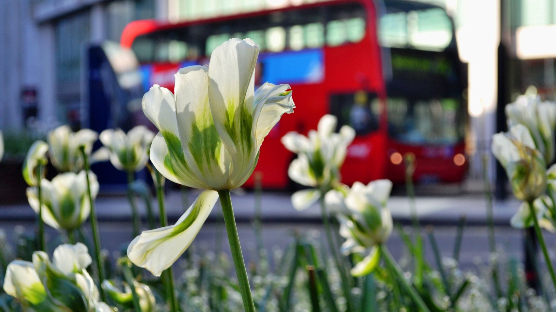 Téléchargez gratuitement l'image Fleurs, Nature, Tulipes sur le bureau de votre PC