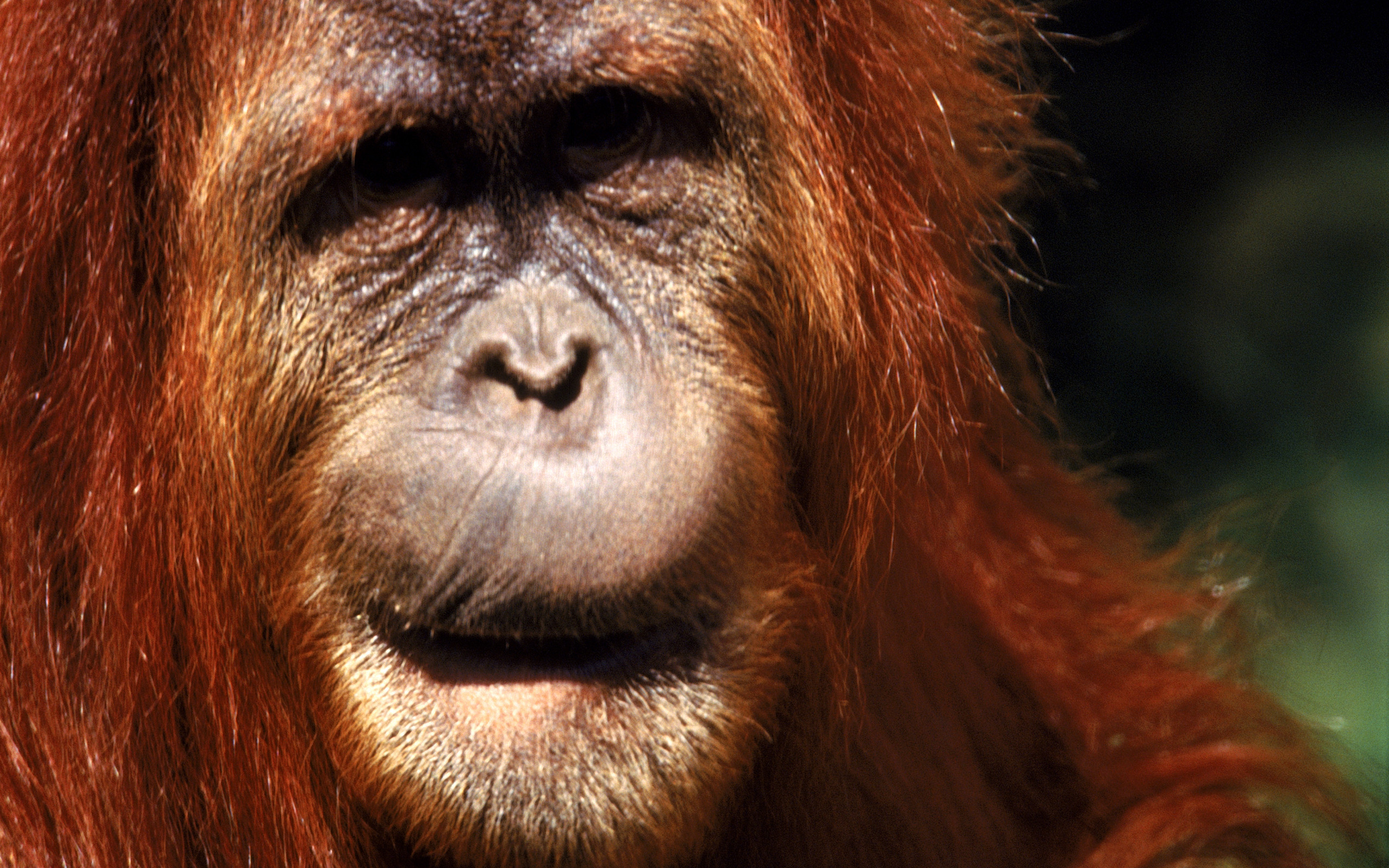 Скачати мобільні шпалери Орангутанг, Мавпи, Тварина безкоштовно.