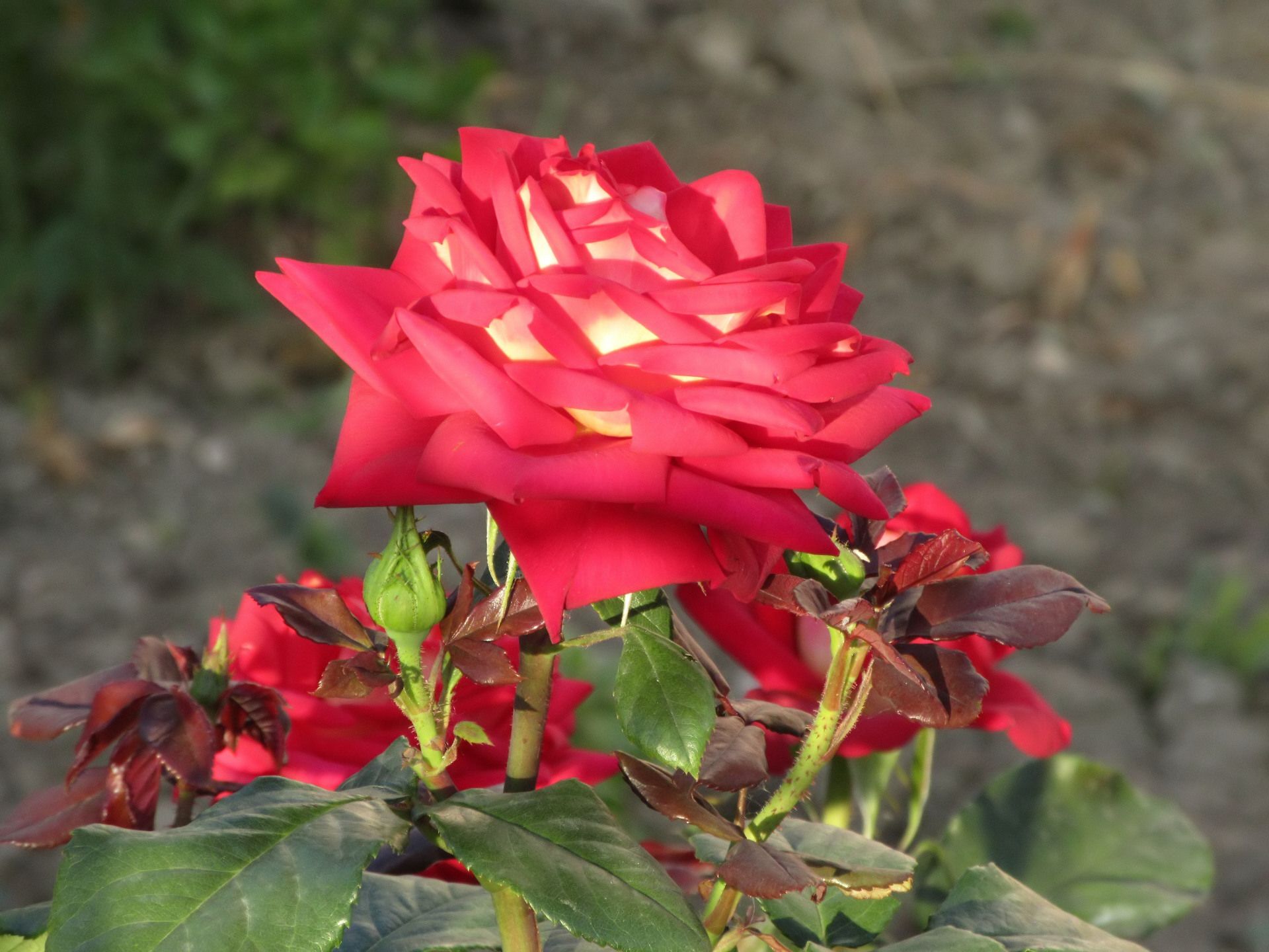 445247 Bildschirmschoner und Hintergrundbilder Blumen auf Ihrem Telefon. Laden Sie  Bilder kostenlos herunter