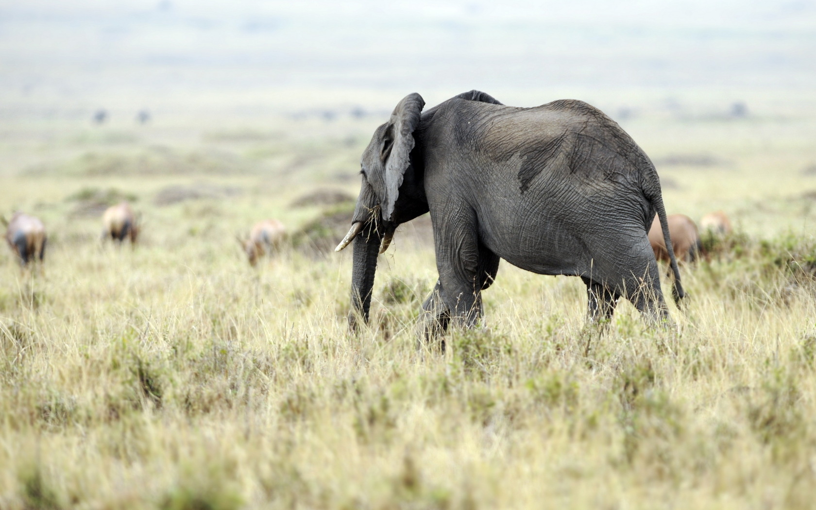 285574 Hintergrundbilder und Afrikanischer Elefant Bilder auf dem Desktop. Laden Sie  Bildschirmschoner kostenlos auf den PC herunter