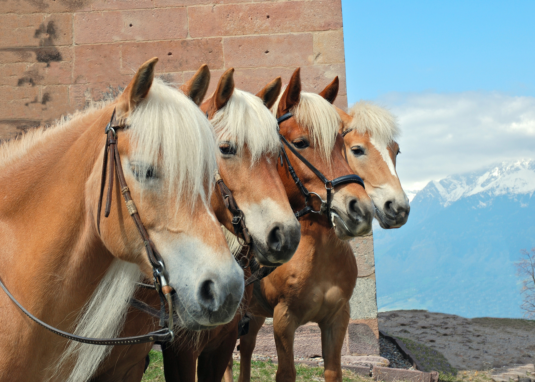 Handy-Wallpaper Tiere, Hauspferd kostenlos herunterladen.