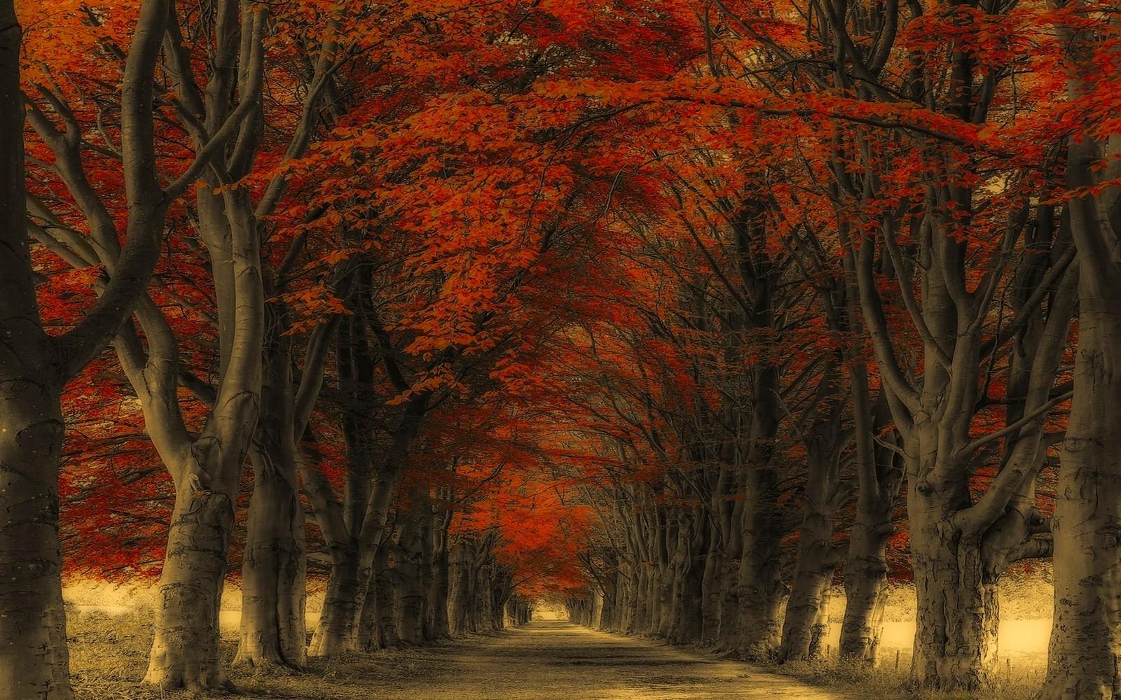 Laden Sie das Herbst, Straße, Baum, Menschengemacht, Orange Farbe), Von Bäumen Gesäumt-Bild kostenlos auf Ihren PC-Desktop herunter