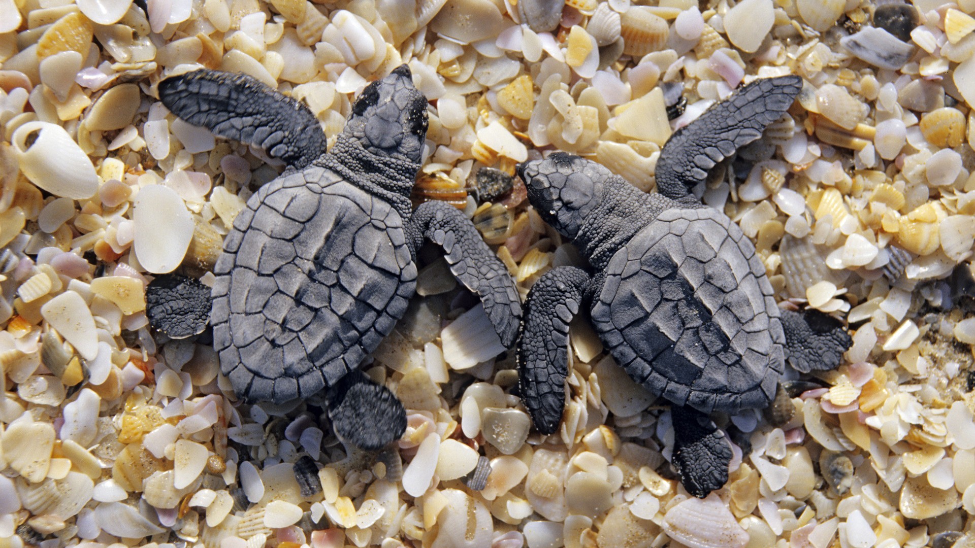 205762 Bild herunterladen tiere, schildkröte, schildkröten - Hintergrundbilder und Bildschirmschoner kostenlos