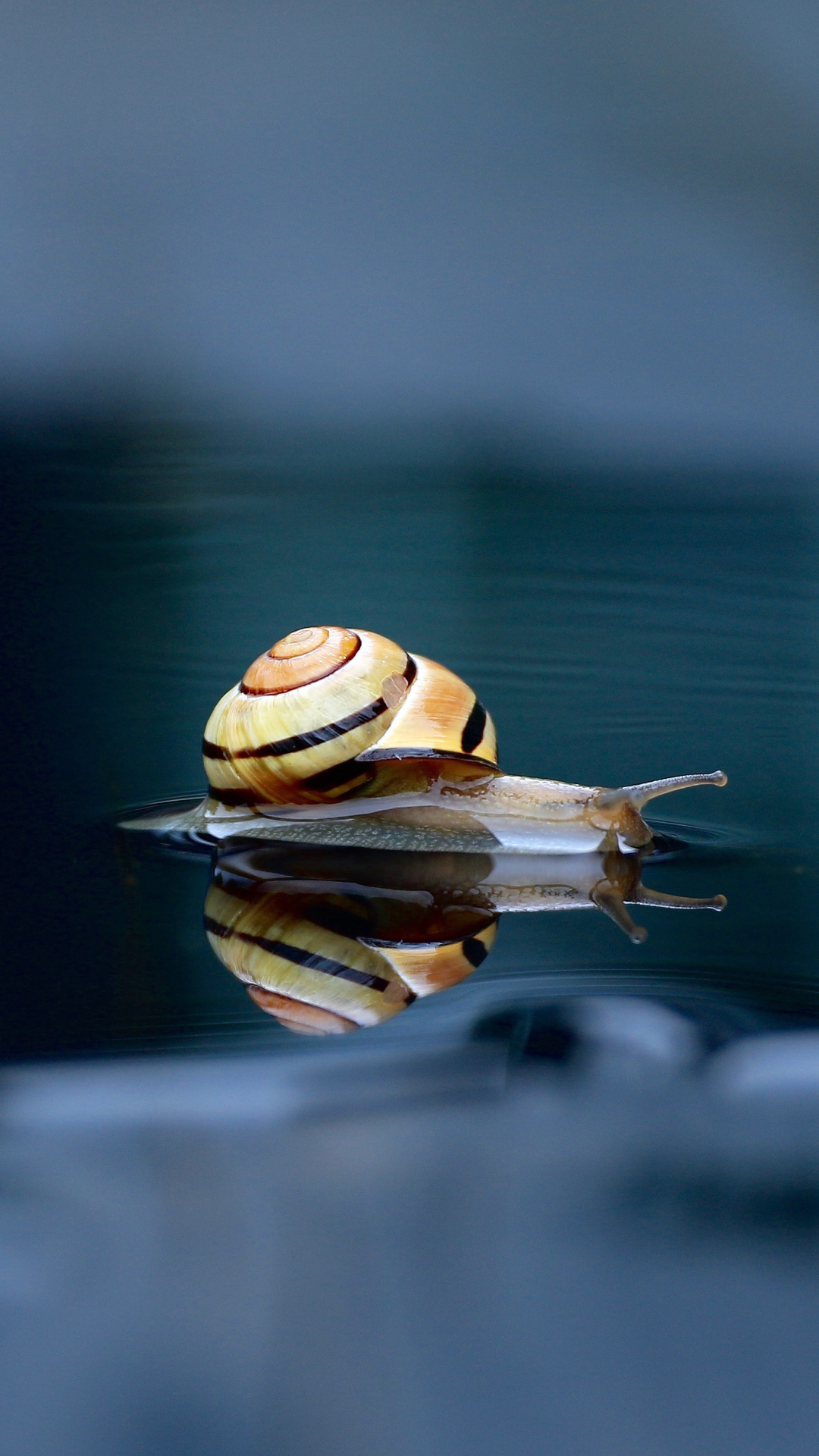 Download mobile wallpaper Water, Reflection, Animal, Snail for free.