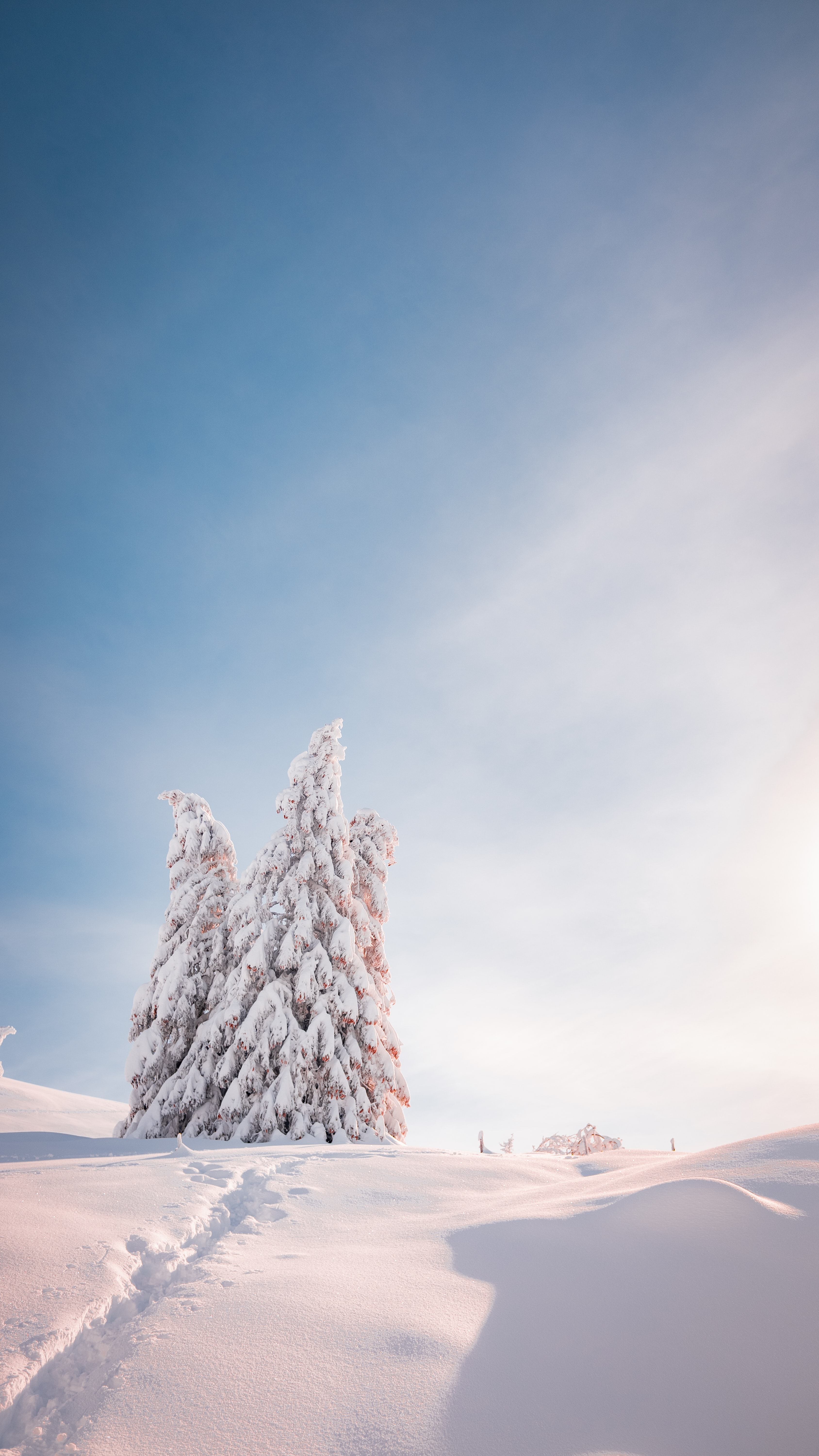 fir trees, winter, nature, trees, snow, shine, light Full HD