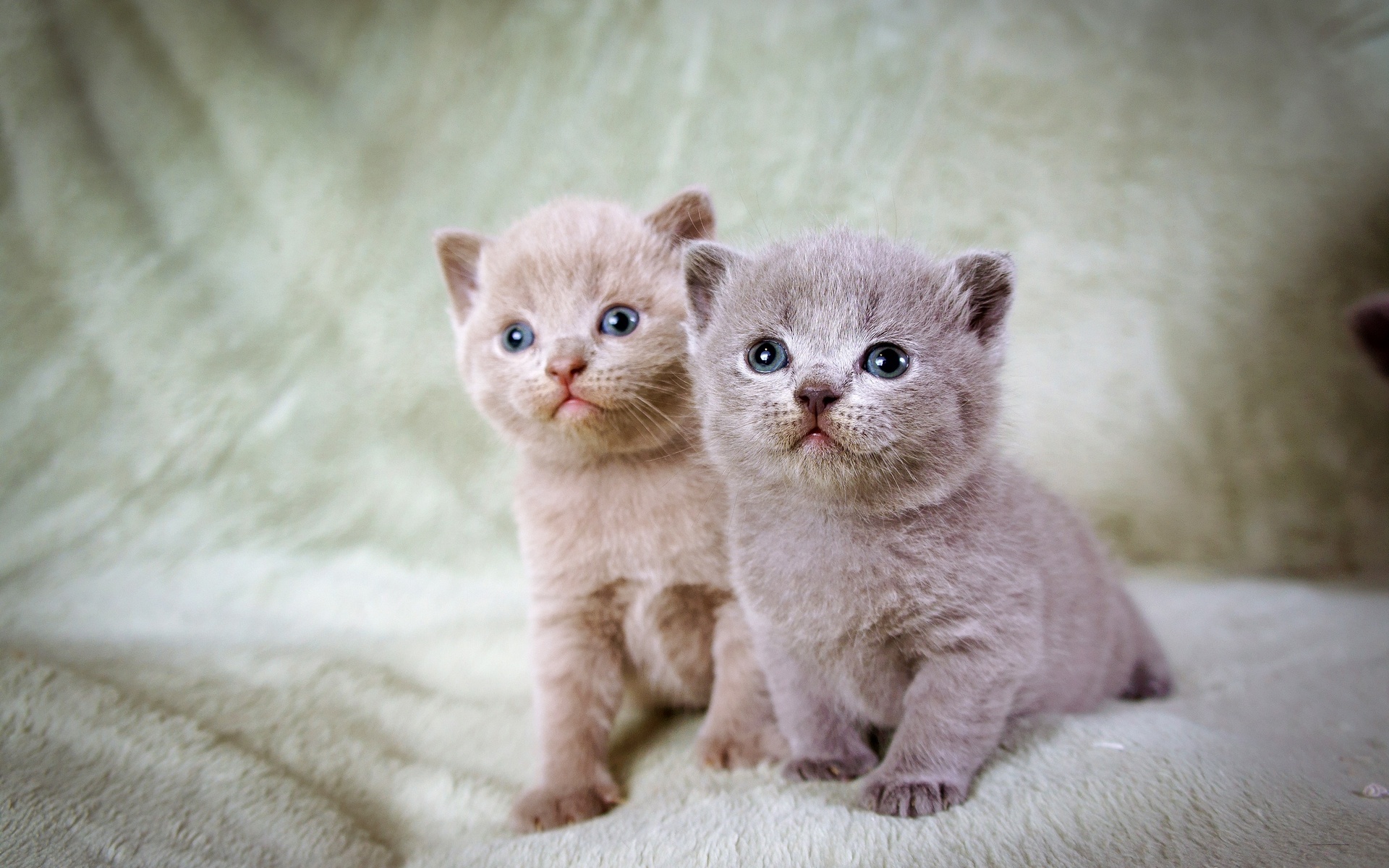 無料モバイル壁紙動物, ネコ, 猫をダウンロードします。