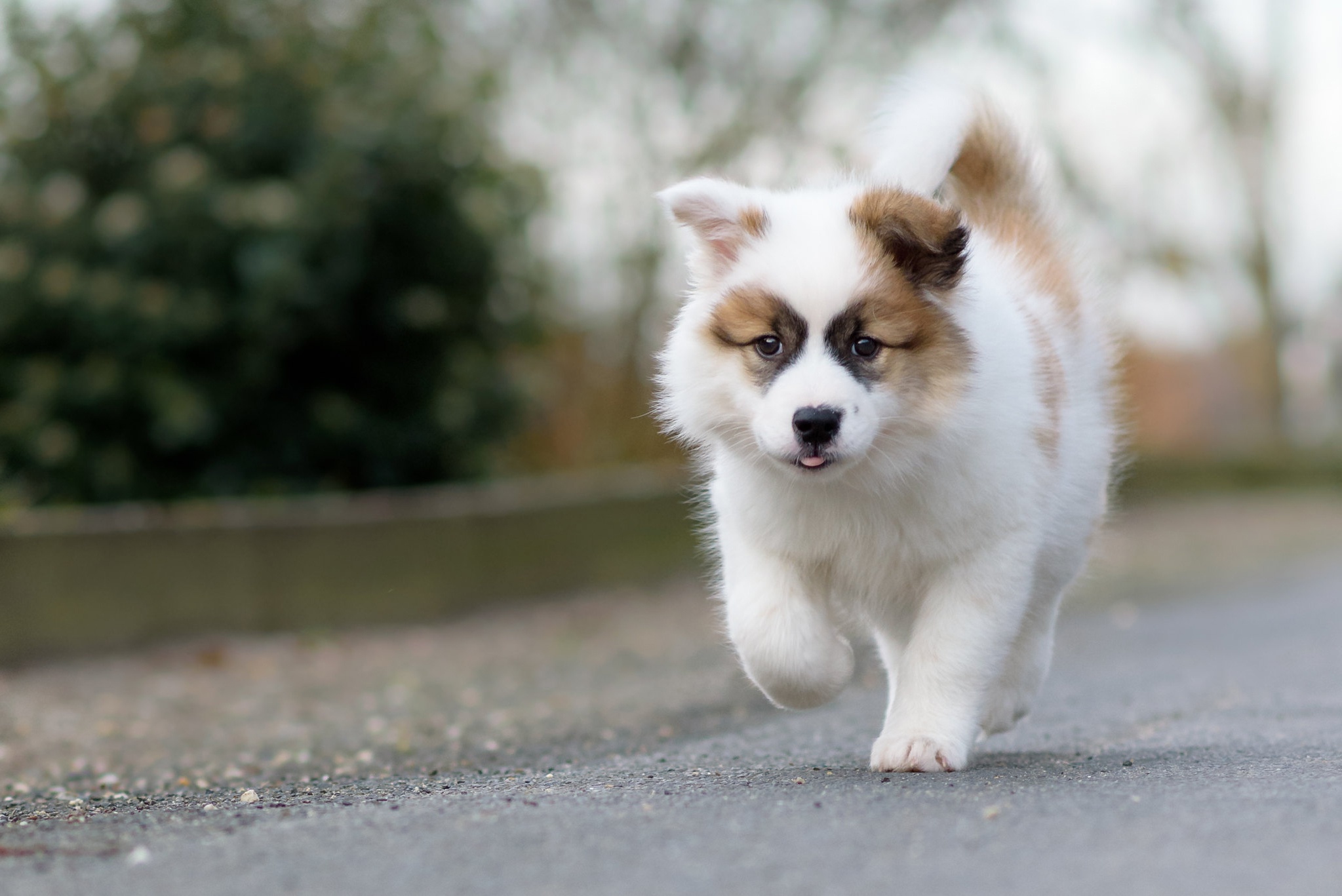 PCデスクトップに動物, 犬, 子犬, 赤ちゃん動物画像を無料でダウンロード