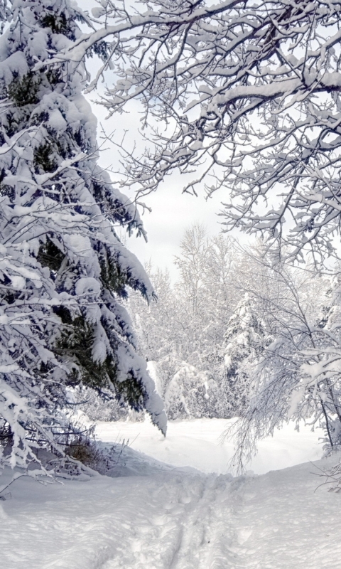 Baixar papel de parede para celular de Inverno, Terra/natureza gratuito.