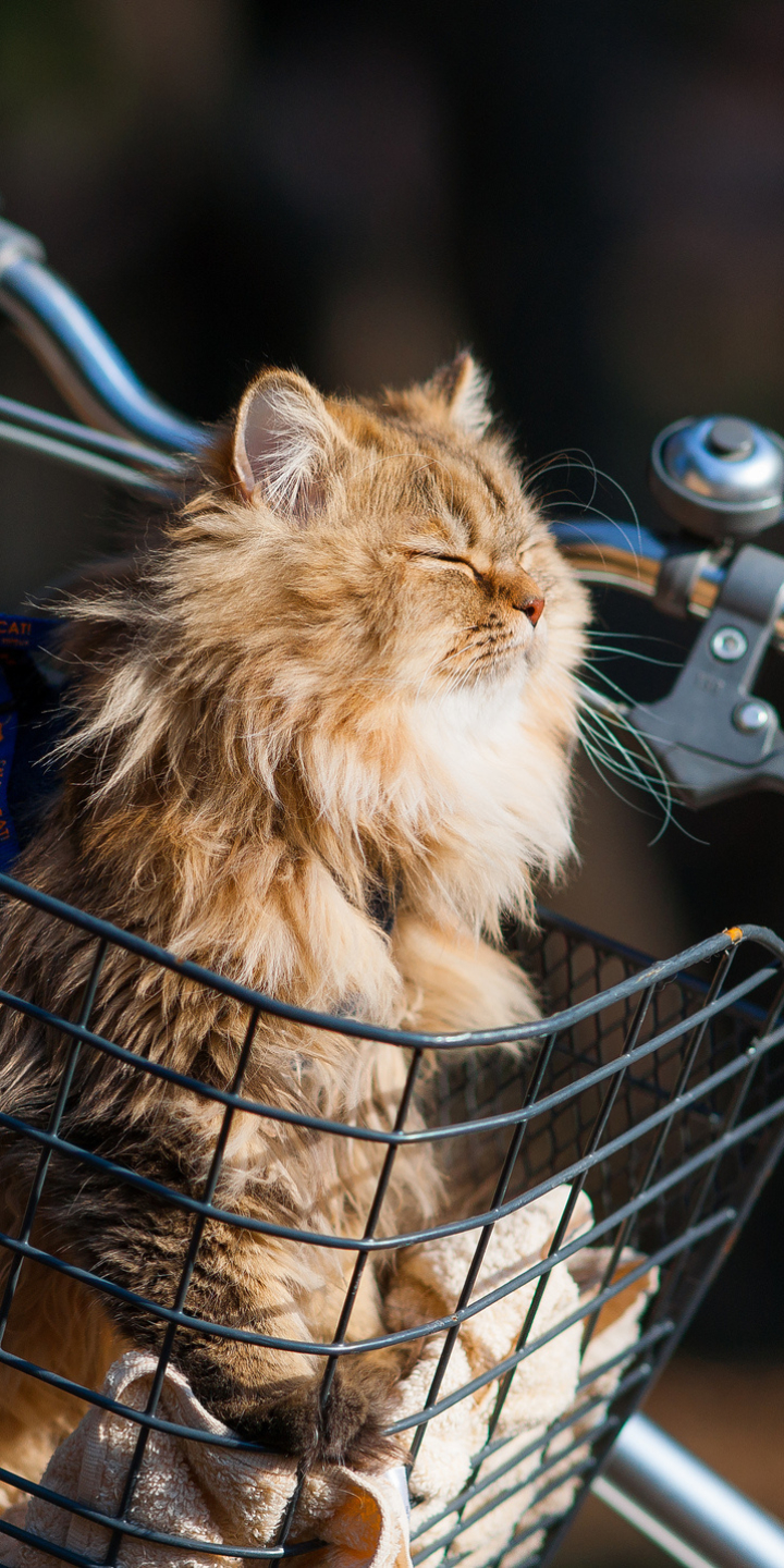 Téléchargez des papiers peints mobile Animaux, Chats, Chat gratuitement.