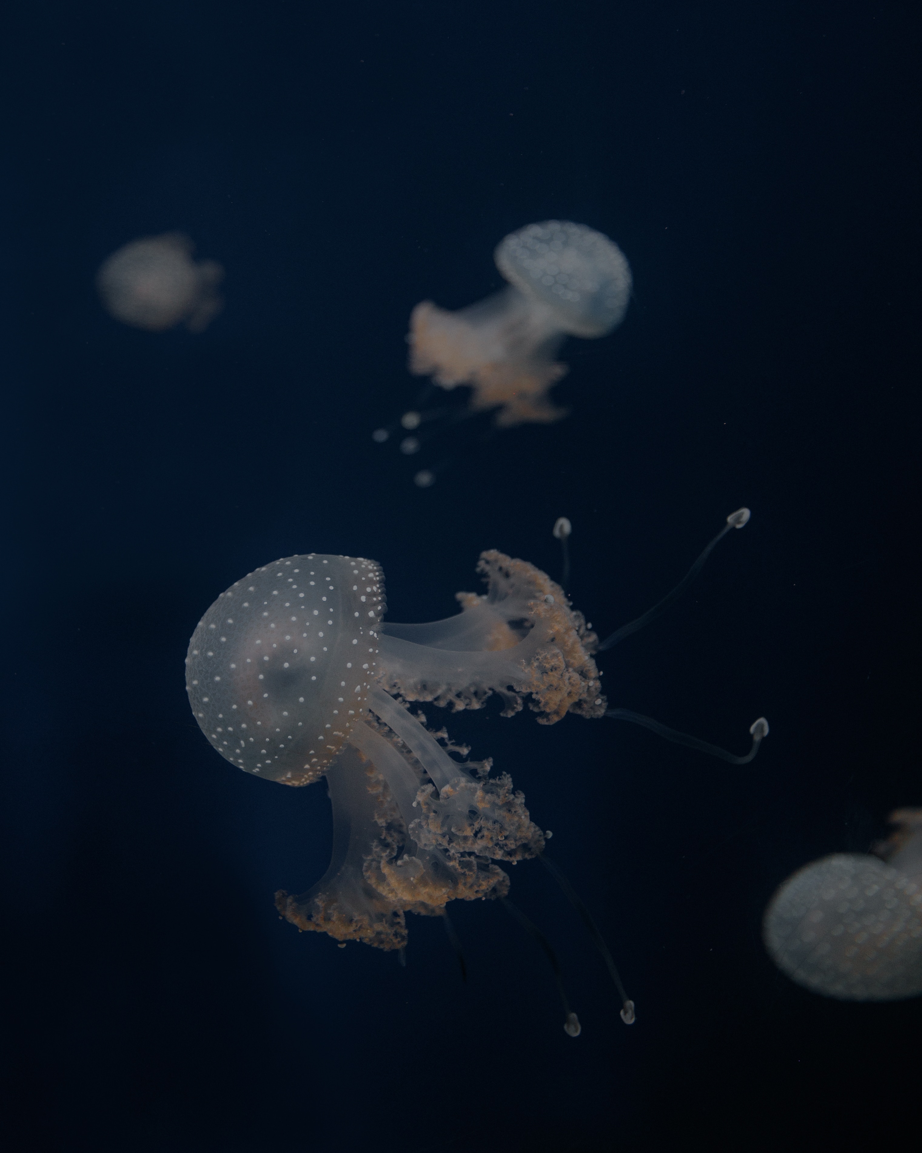 152241 завантажити шпалери підводний світ, тварини, море, медузи, щупальці, щупальця, глибина - заставки і картинки безкоштовно