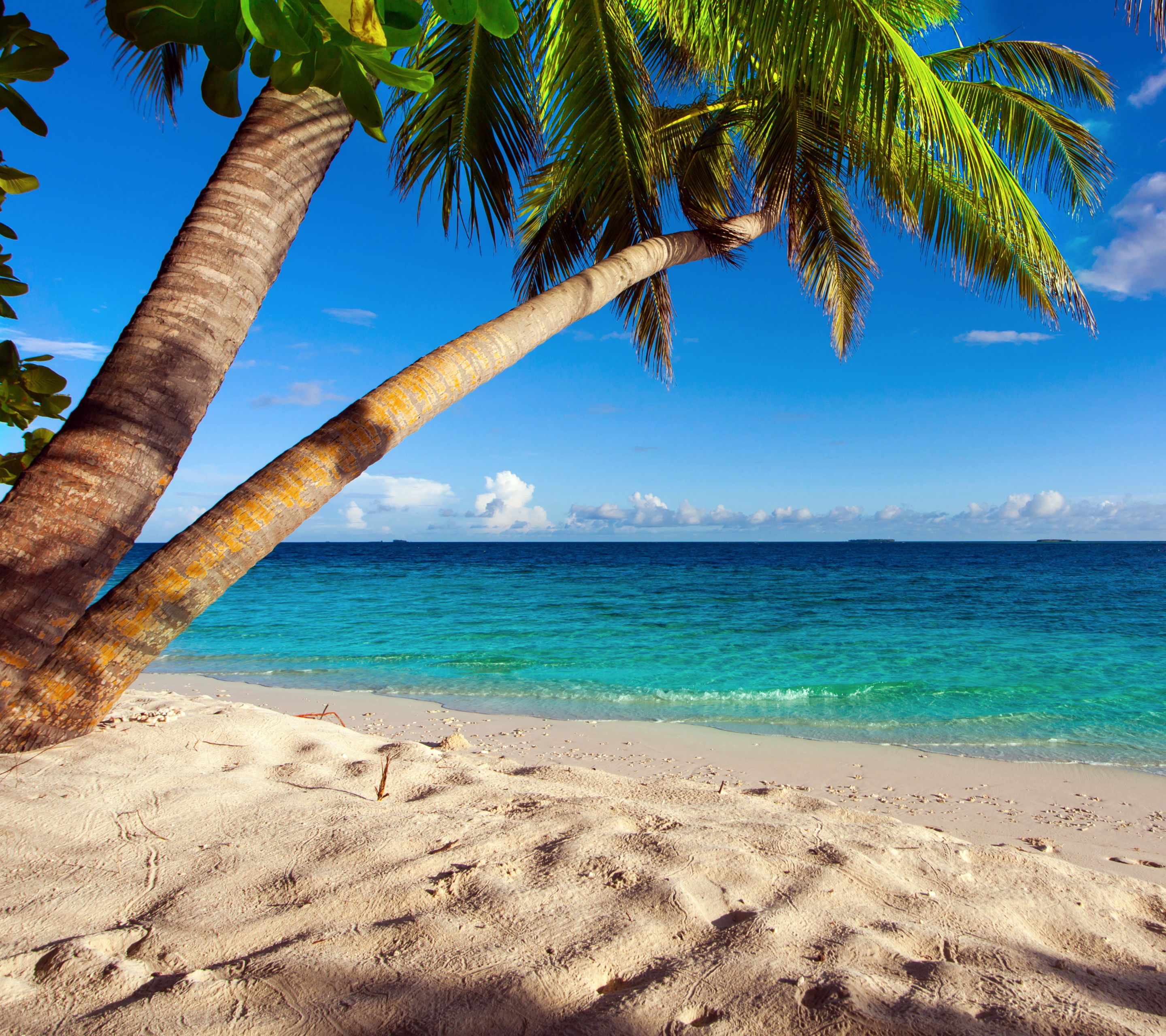 Download mobile wallpaper Sea, Beach, Ocean, Earth, Tropical, Palm Tree for free.
