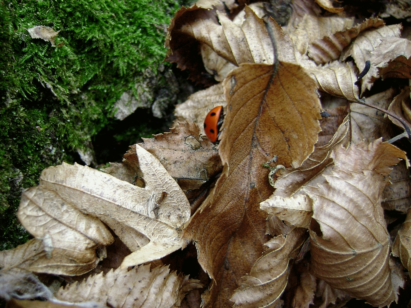 Free download wallpaper Animals, Nature, Leaves, Landscape, Ladybugs on your PC desktop
