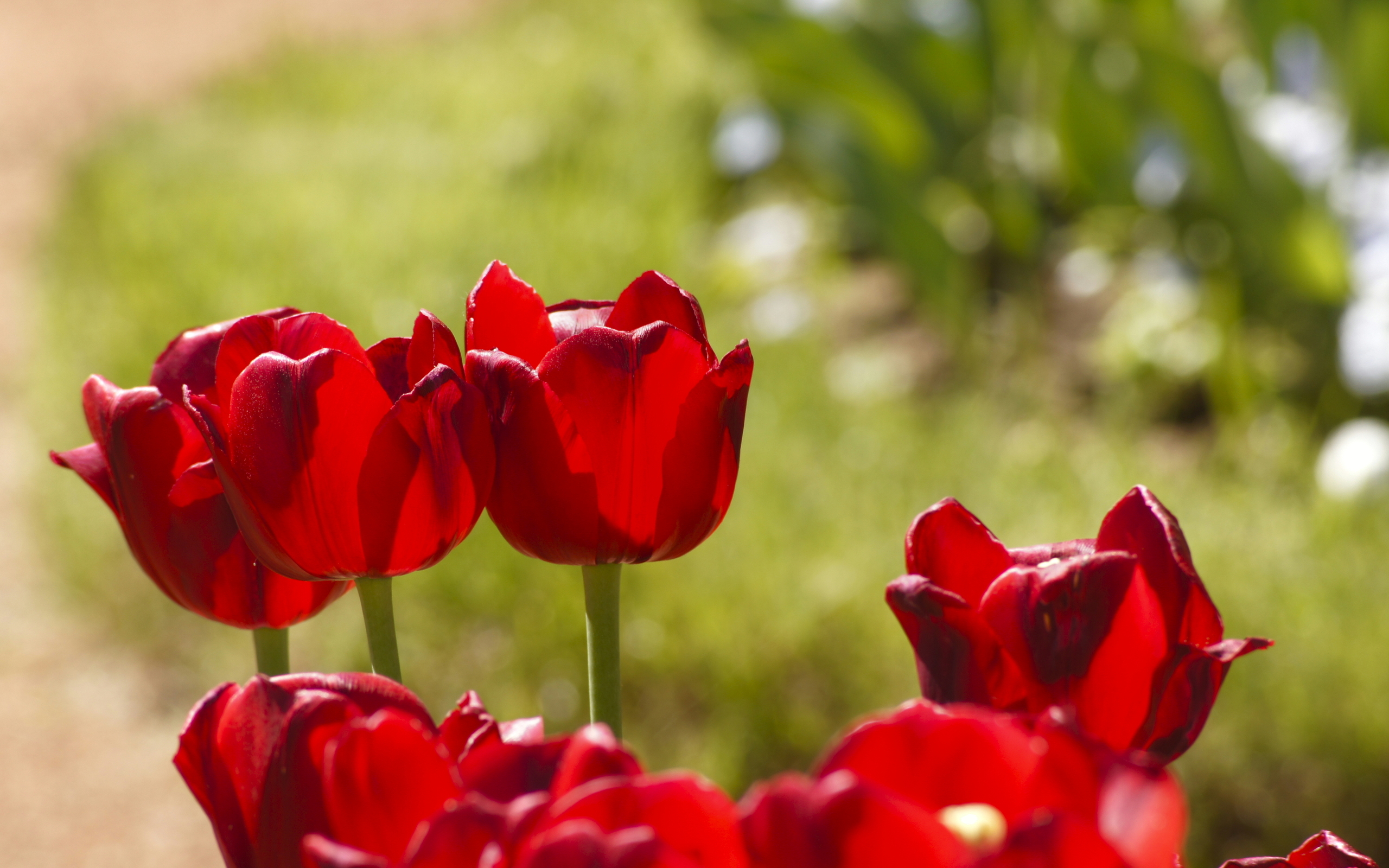 Baixe gratuitamente a imagem Flores, Flor, Tulipa, Flor Vermelha, Terra/natureza na área de trabalho do seu PC