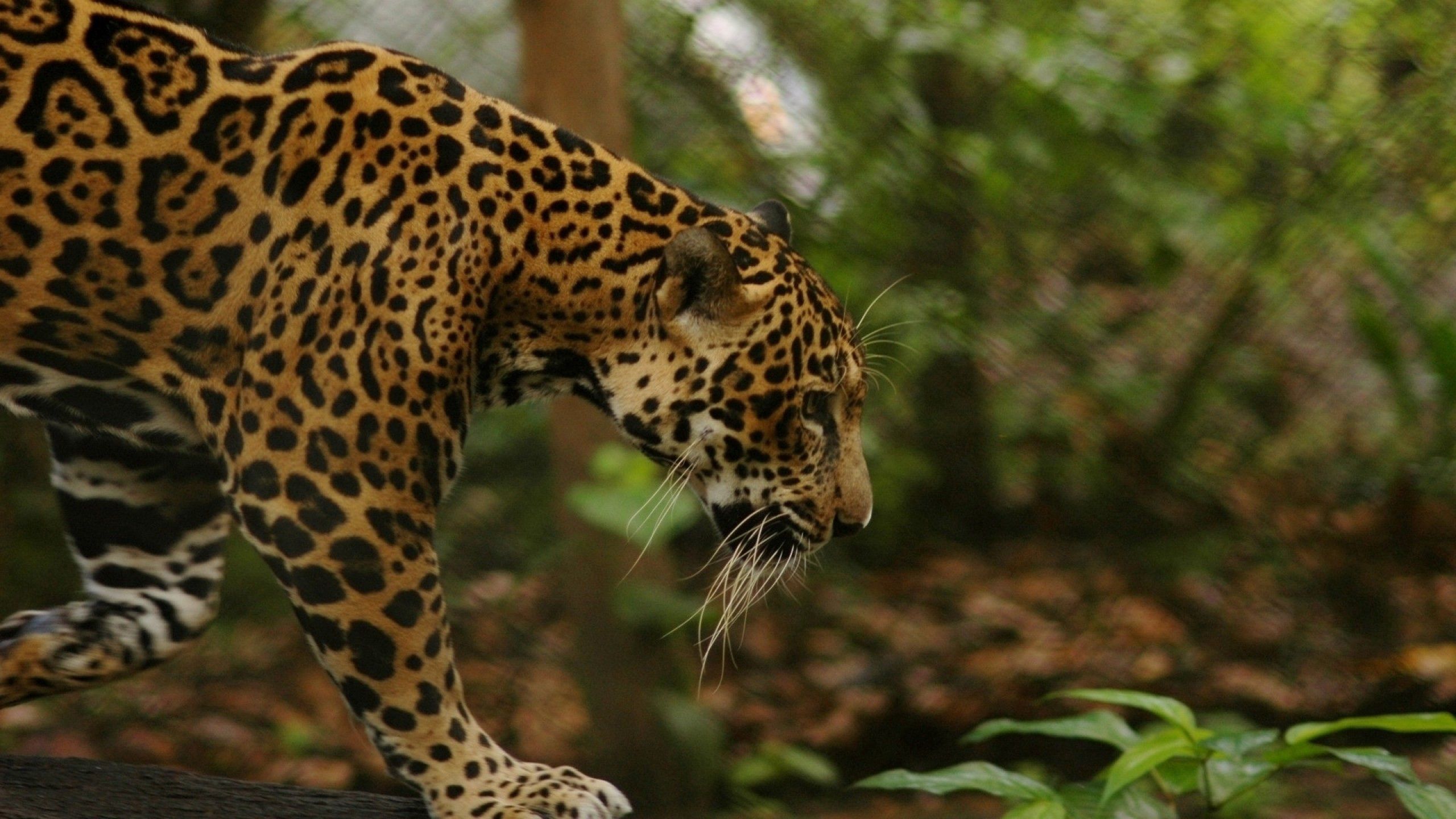 140021 Bild herunterladen tiere, grass, jaguar, große katze, big cat, bummel, spaziergang - Hintergrundbilder und Bildschirmschoner kostenlos