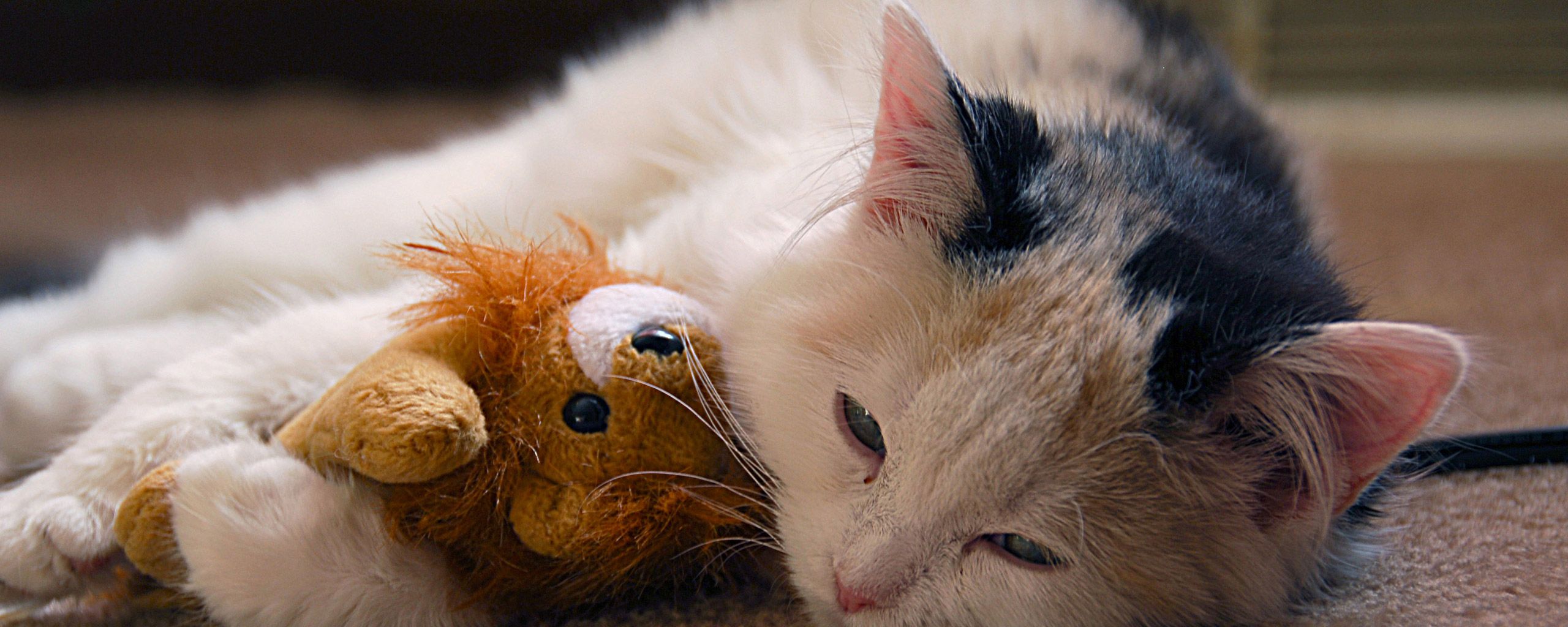 Baixar papel de parede para celular de Animais, Gatos, Gato, Gatinho gratuito.