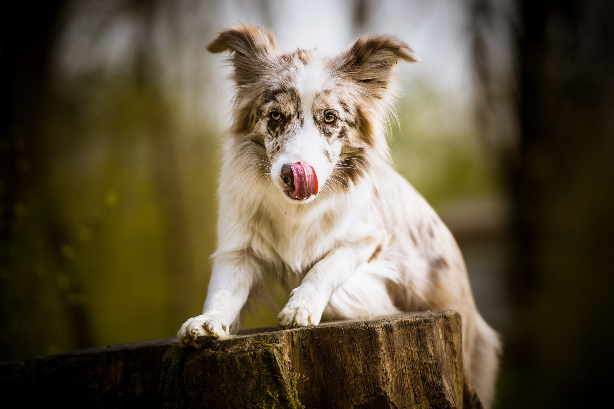 Download mobile wallpaper Dogs, Dog, Animal, Australian Shepherd, Depth Of Field for free.