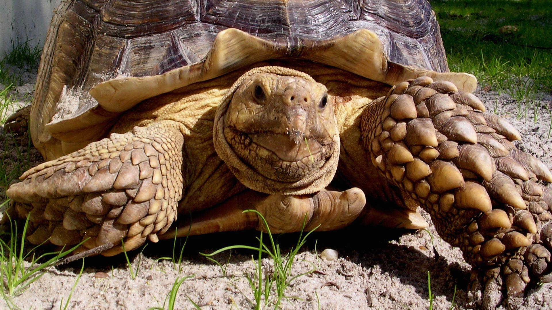 animal, tortoise